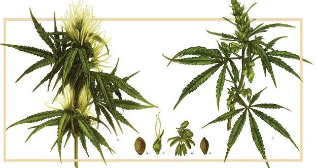 99草草国产熟女视频在线
