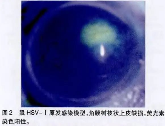 99草草国产熟女视频在线