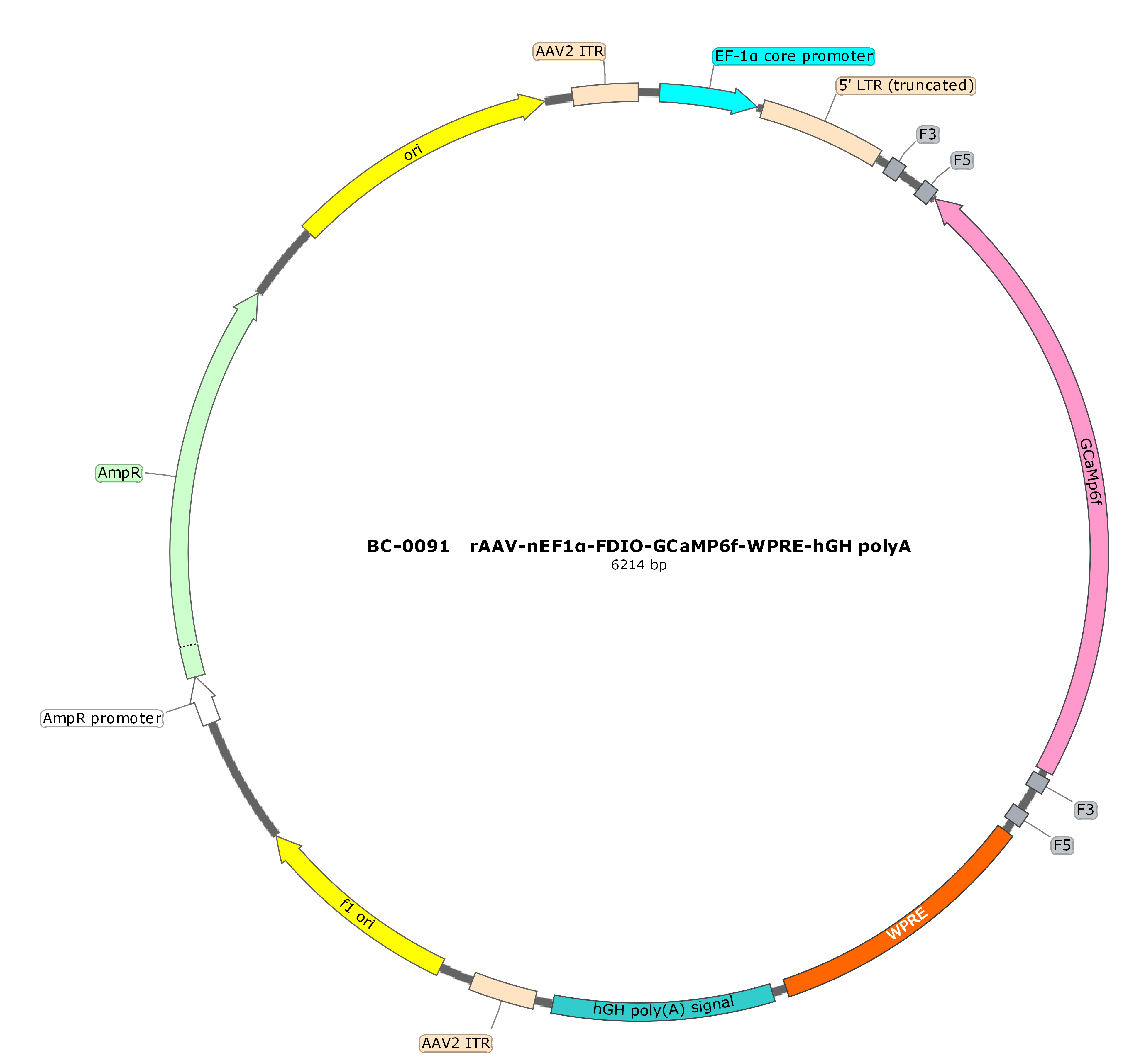 BC-0091  rAAV-nEF1α-FDIO-GCaMP6f  