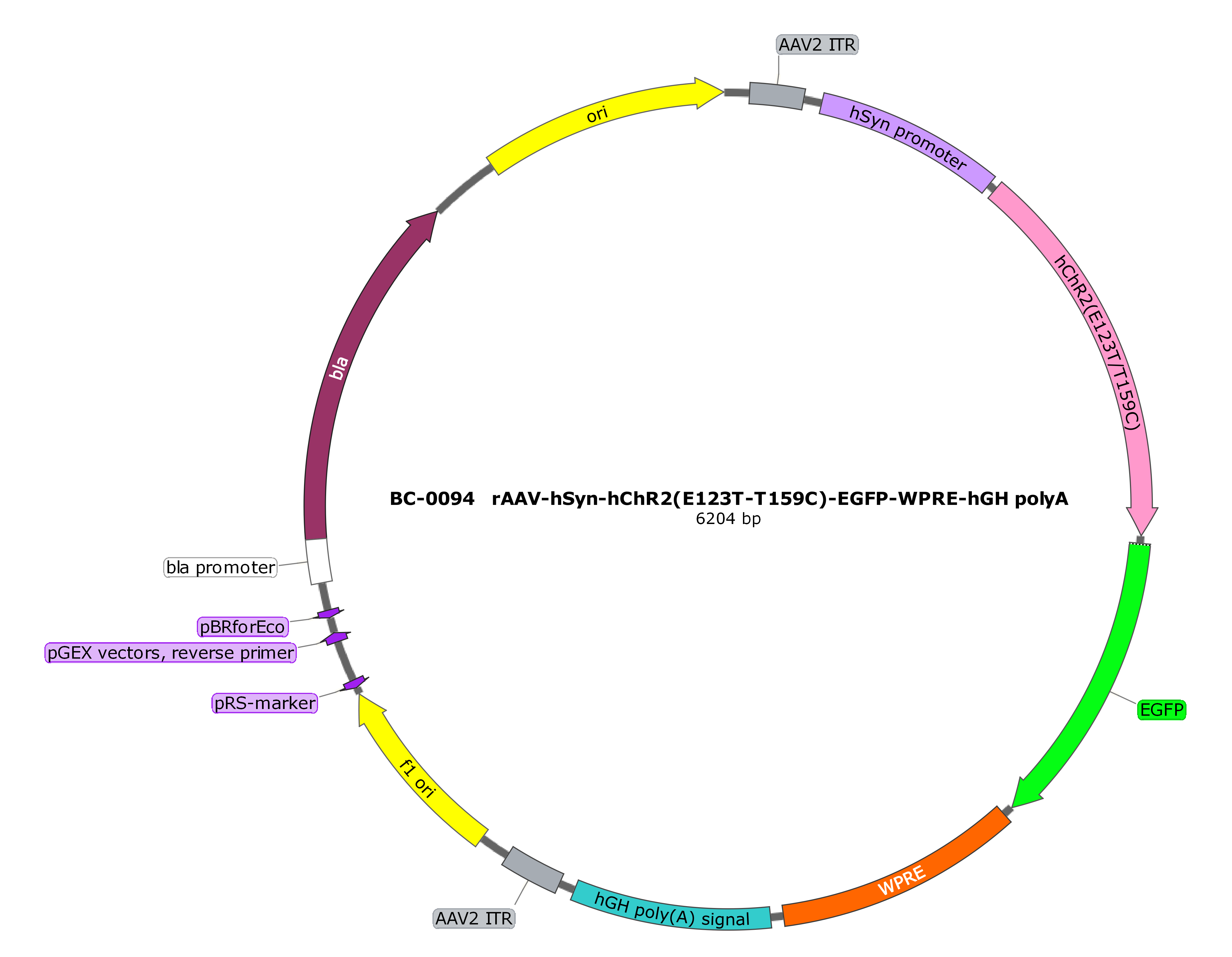 rAAV-hSyn-hChR2(E123T T159C)-EGFP  