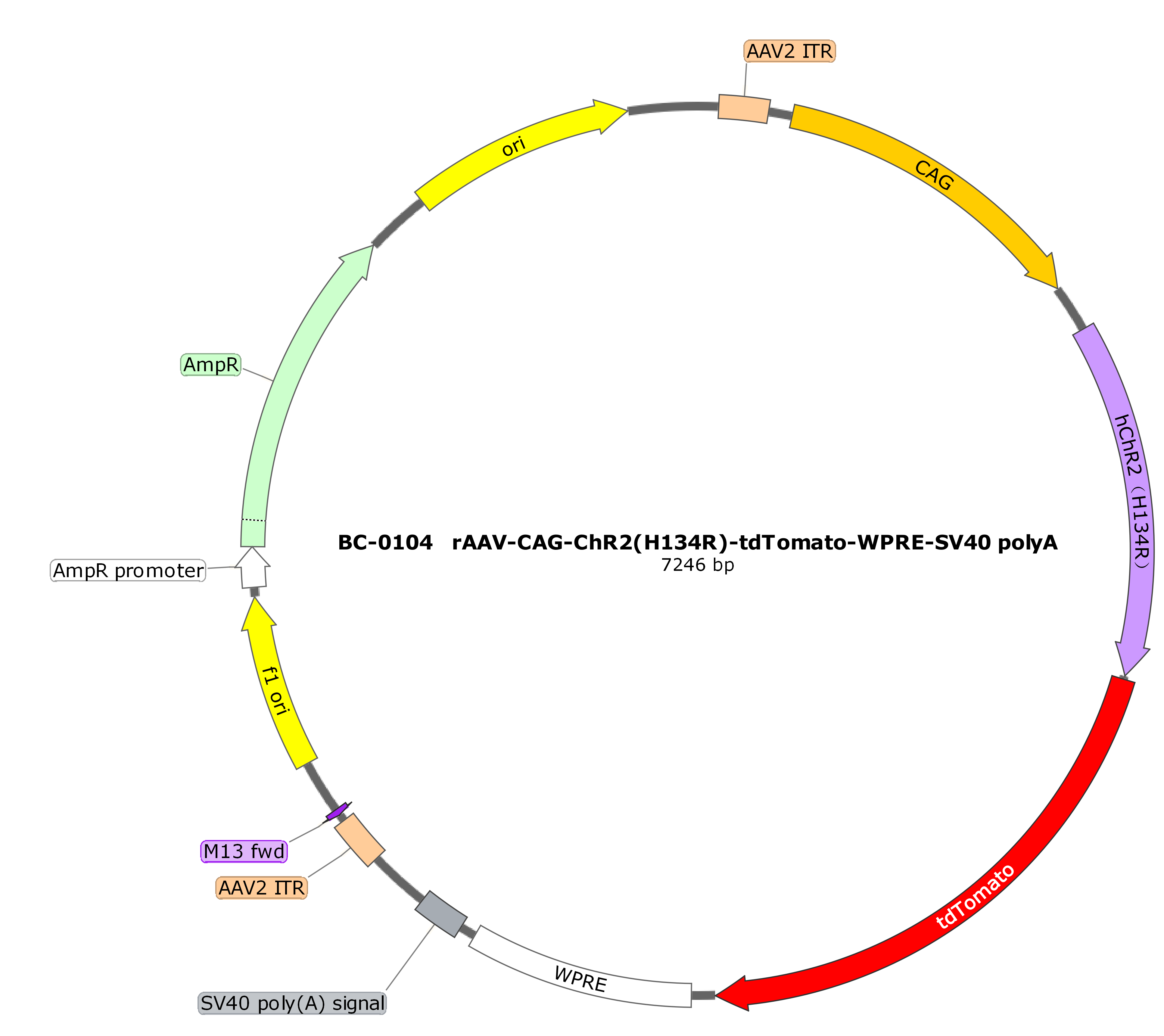 rAAV-CAG-hChR2(H134R)-tdTomato  