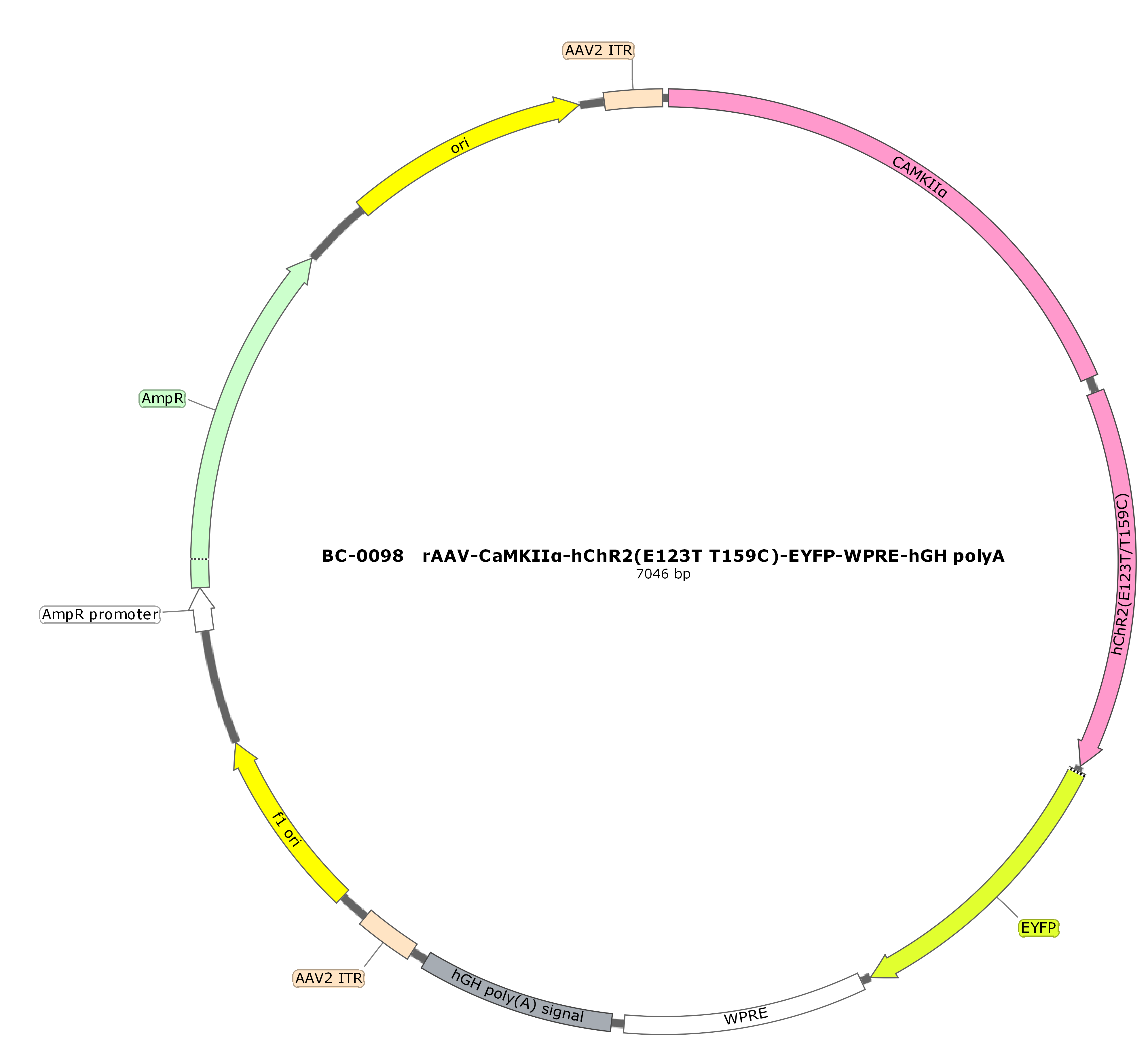 rAAV-CaMKIIα-hChR2(E123T T159C)-EYFP  