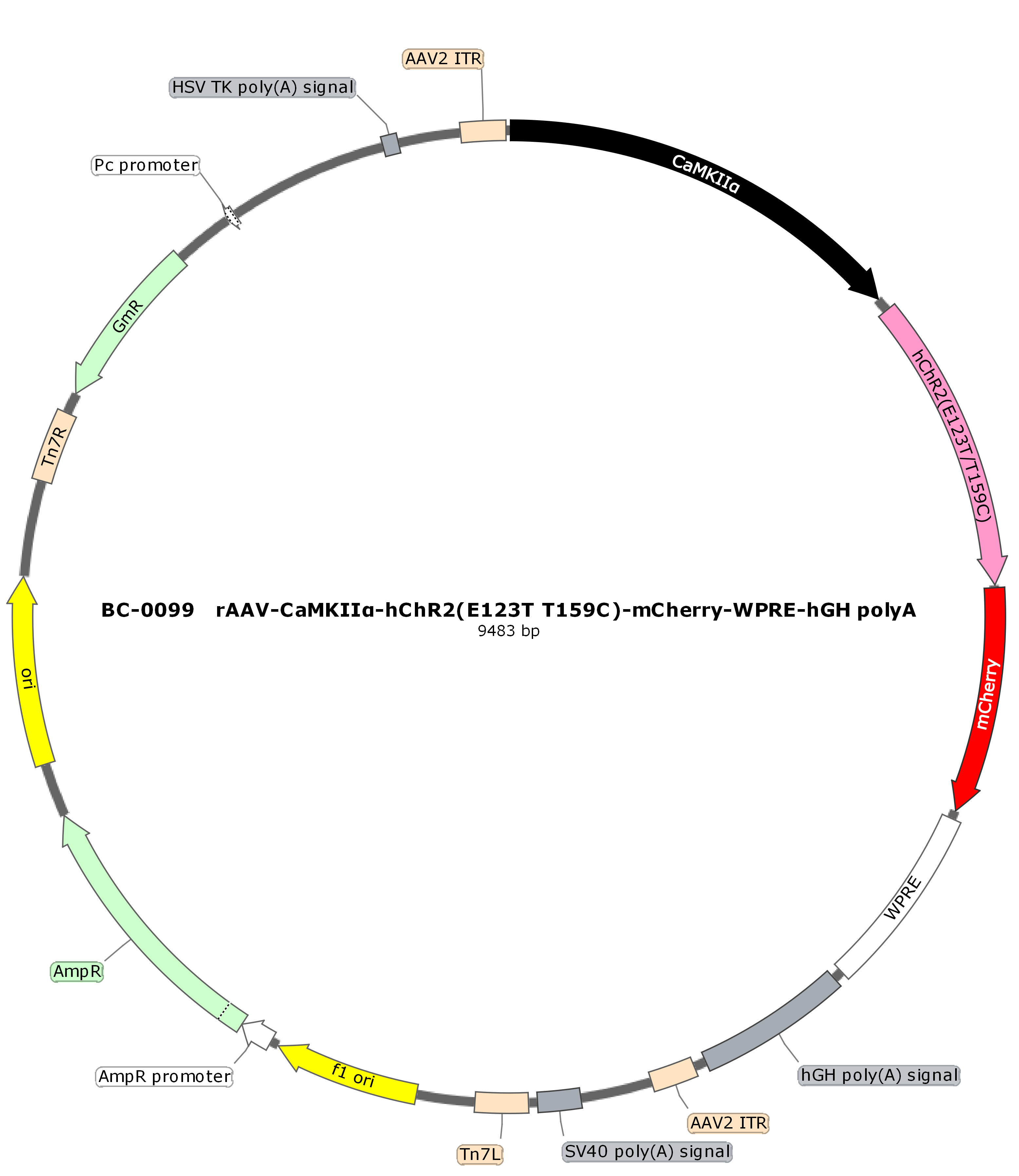 rAAV-CaMKIIα-hChR2(E123T T159C)-mCherry  