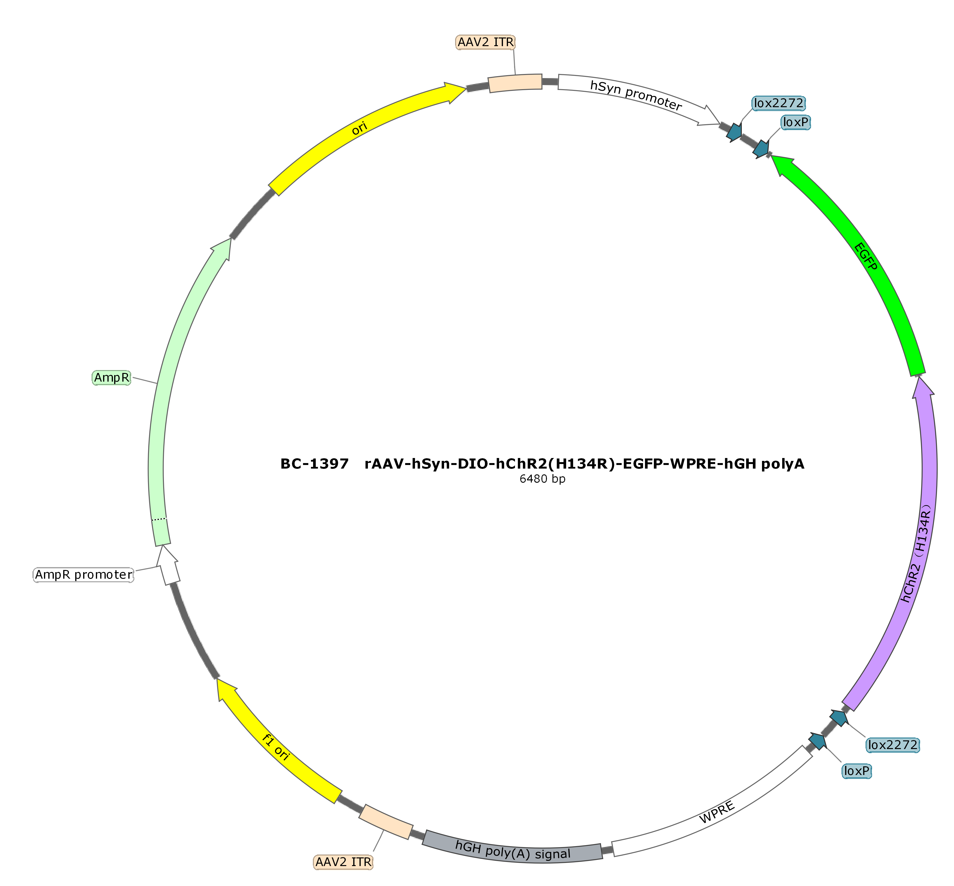 rAAV-hSyn-DIO-hChR2(H134R)-EGFP  
