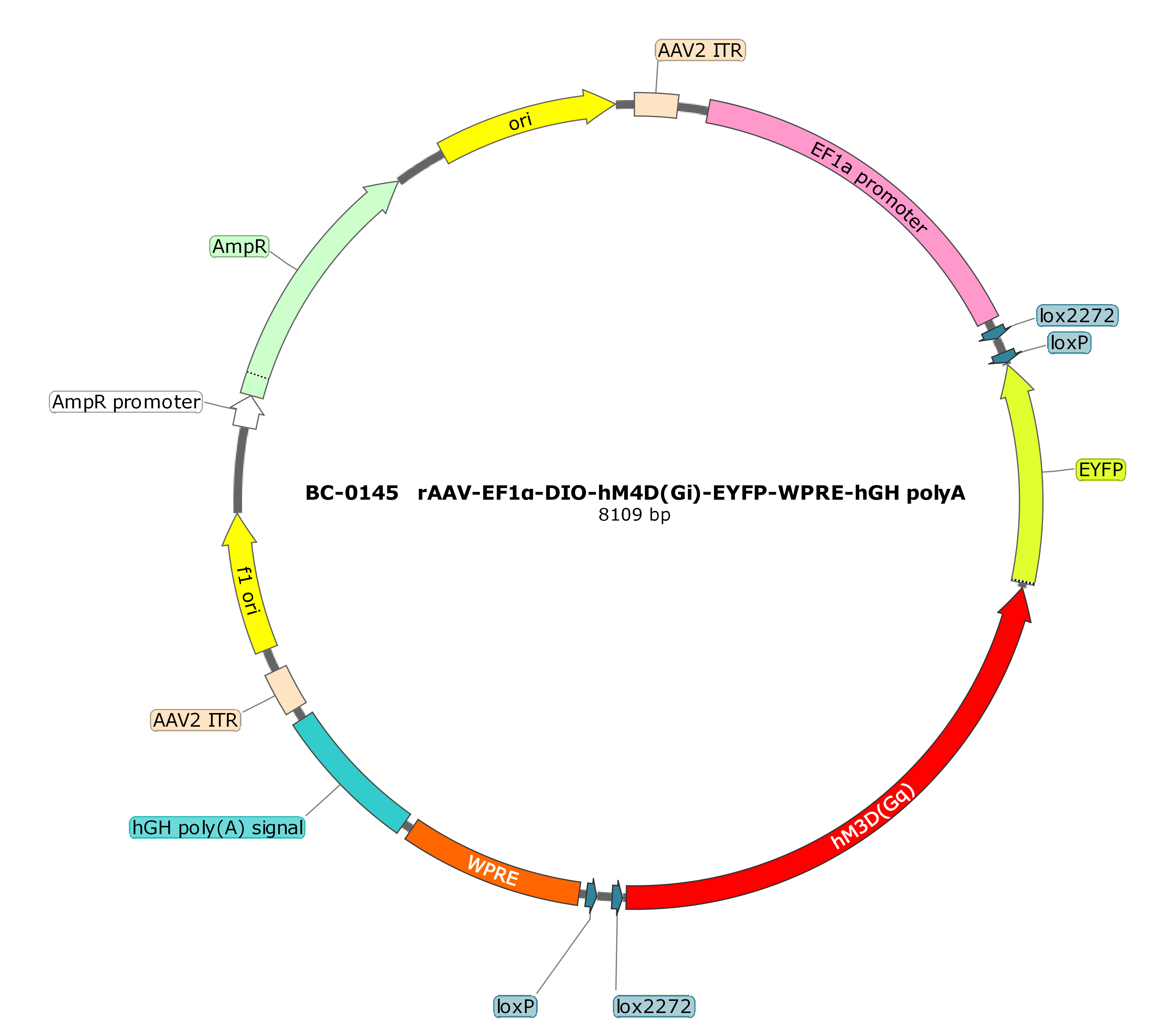 rAAV-EF1α-DIO-hM3D(Gq)-EYFP （内含测试报告） 