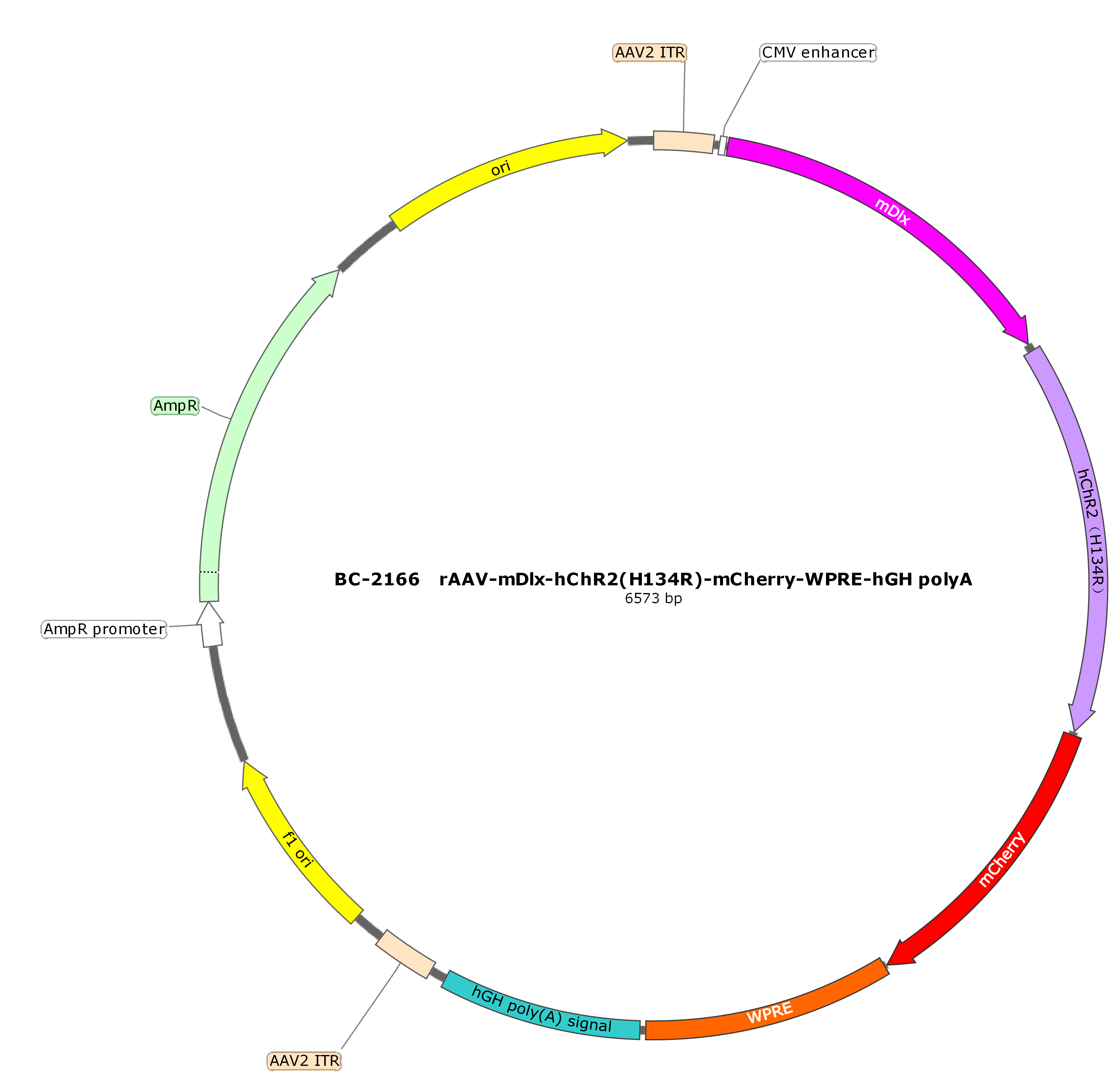 rAAV-mDlx-hChR2(H134R)-mCherry  