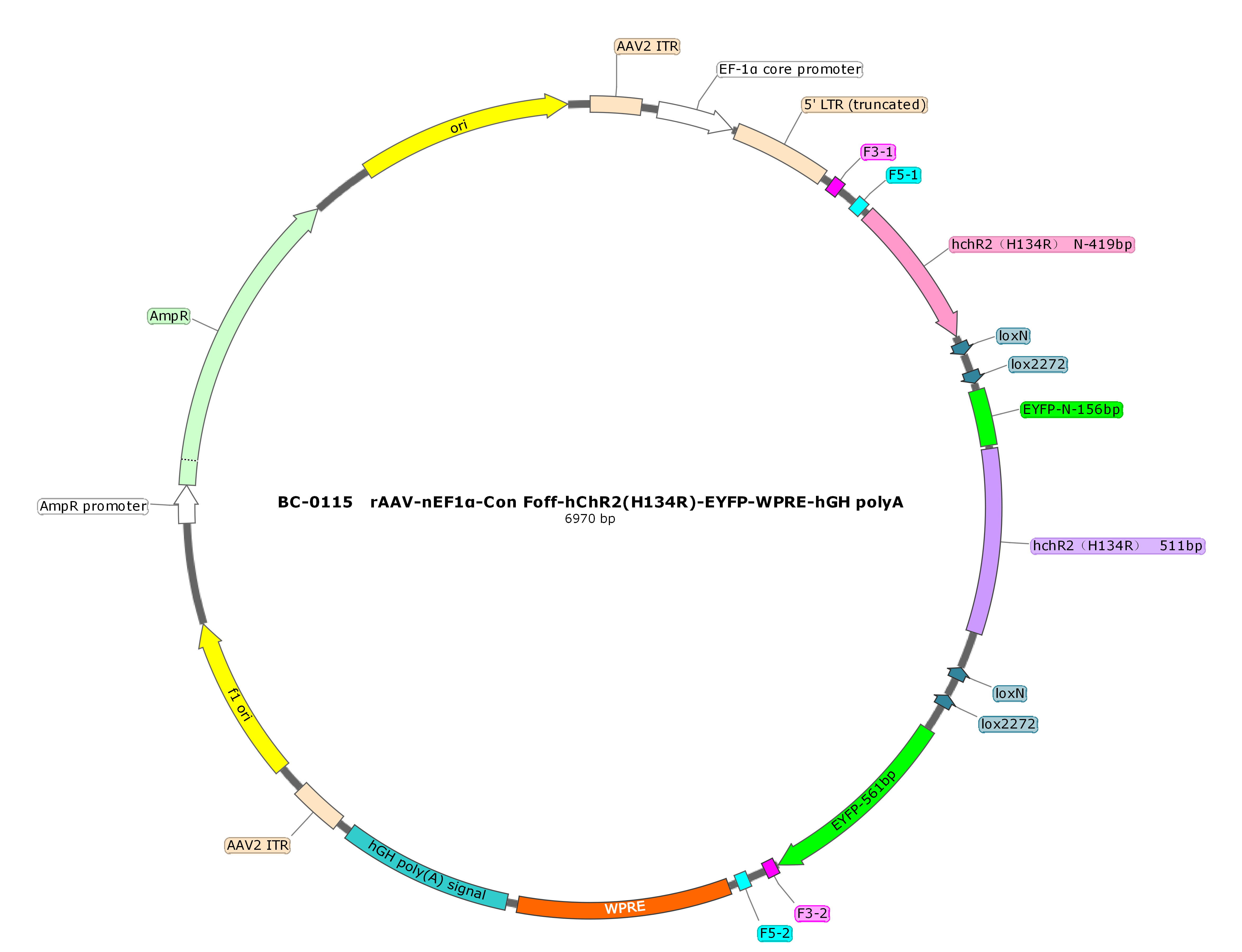rAAV-nEF1α-Con Foff-hChR2(H134R)-EYFP  