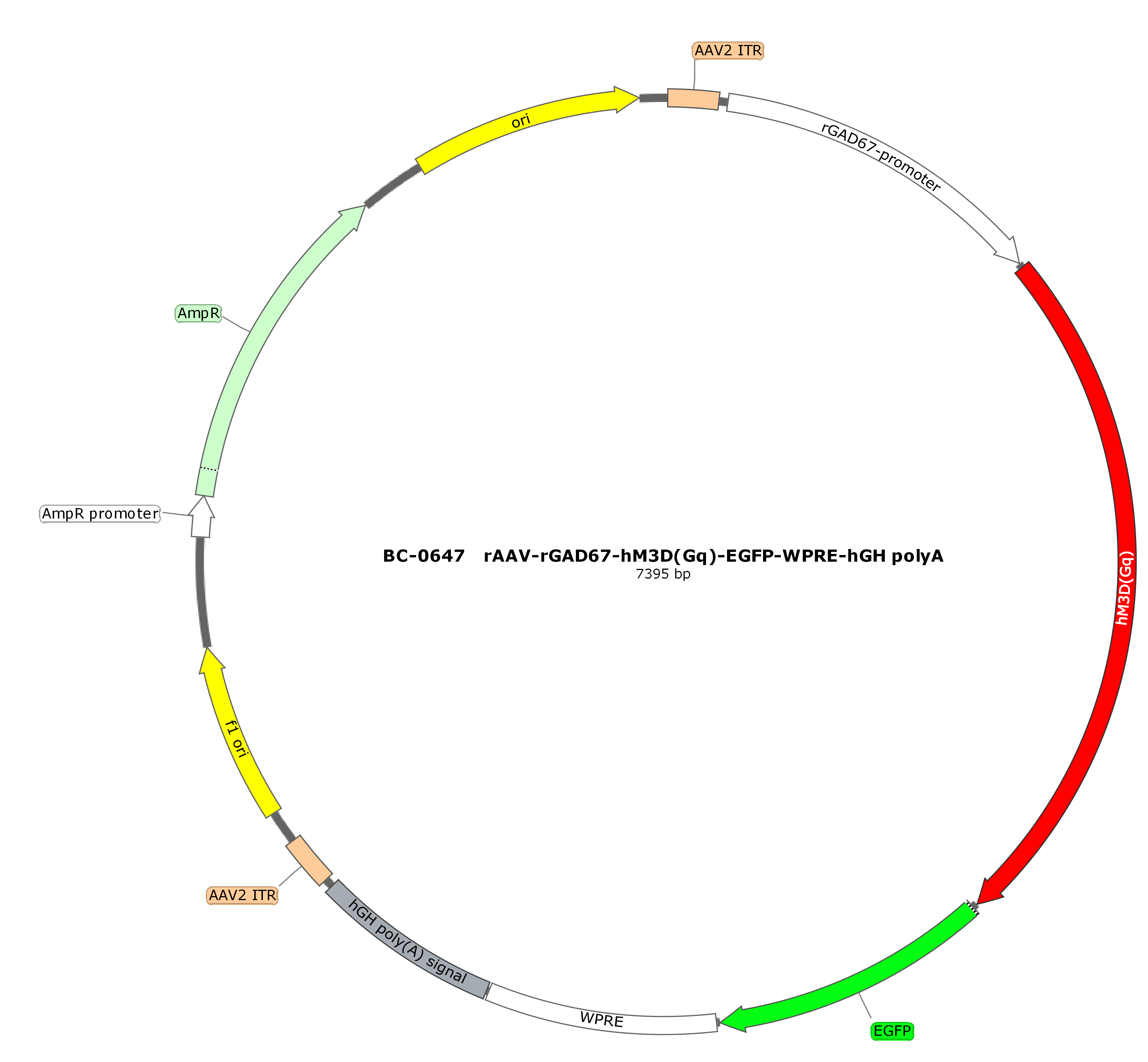 BC-0647	rAAV-rGAD67-hM3D(Gq)-EGFP（Testing Report attached）  
