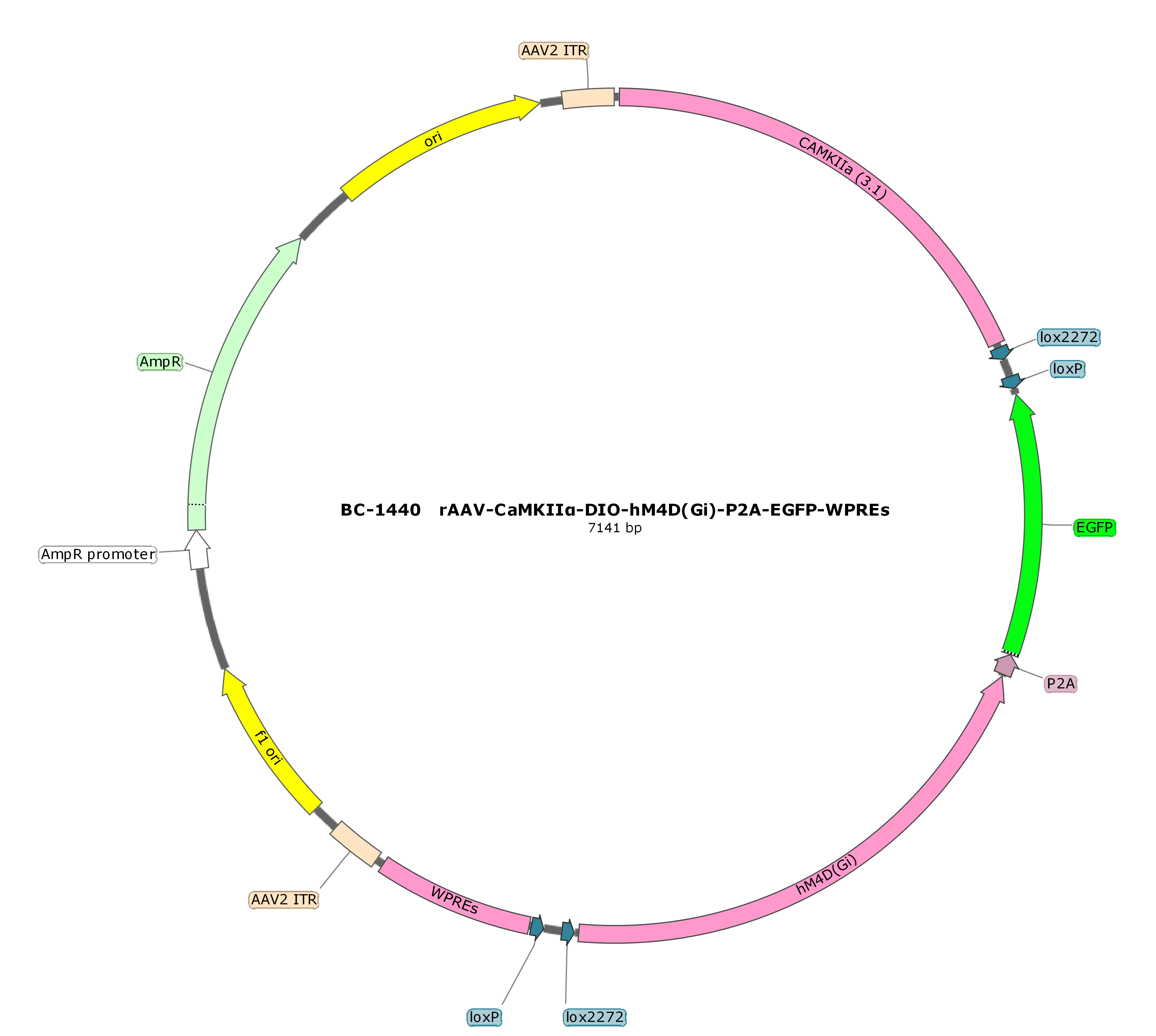 BC-1440  rAAV-CaMKIIα-DIO-hM4D(Gi)-P2A-EGFP 