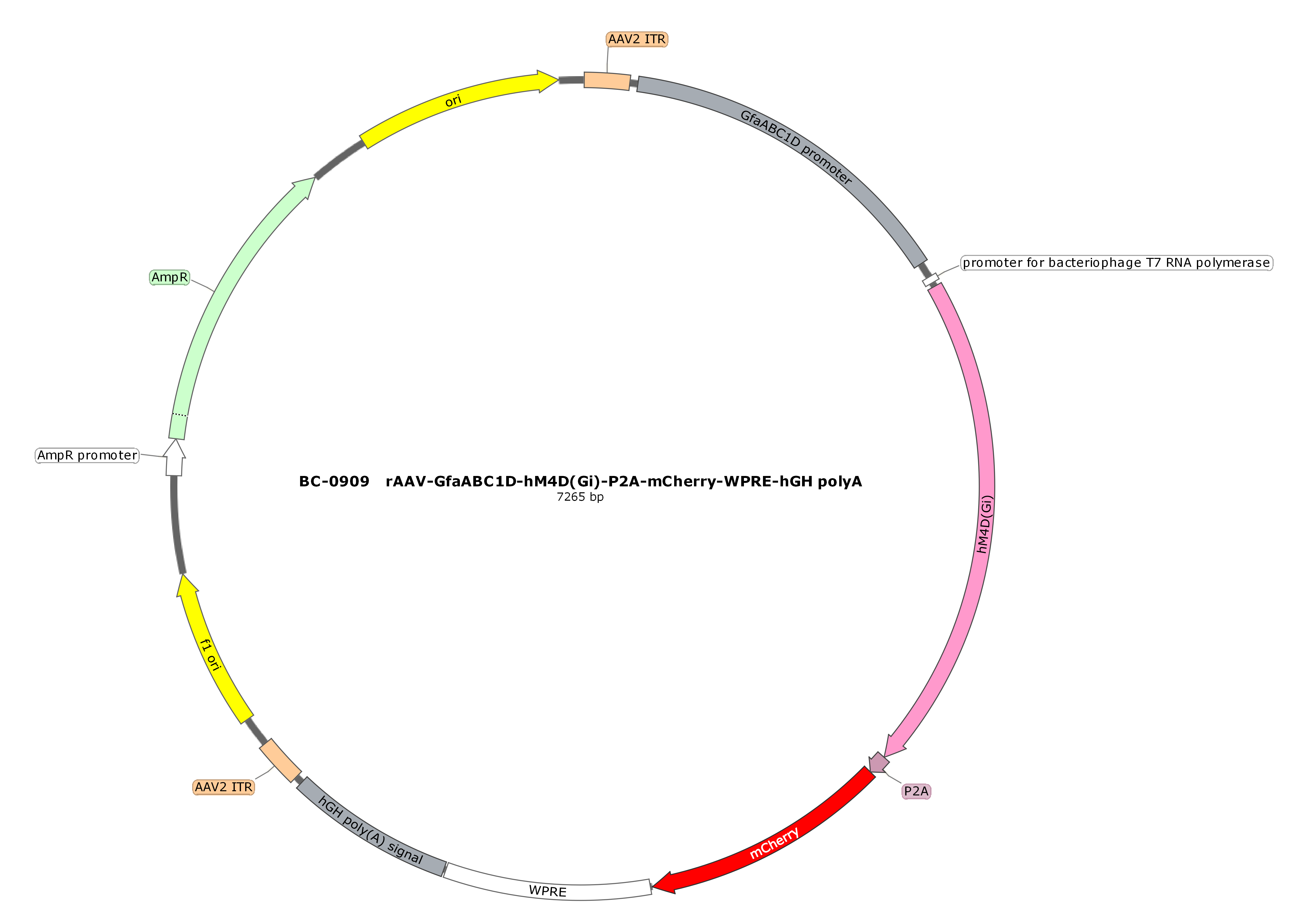 BC-0909	rAAV-GfaABC1D-hM4D(Gi)-P2A-mCherry  （Testing Report attached）