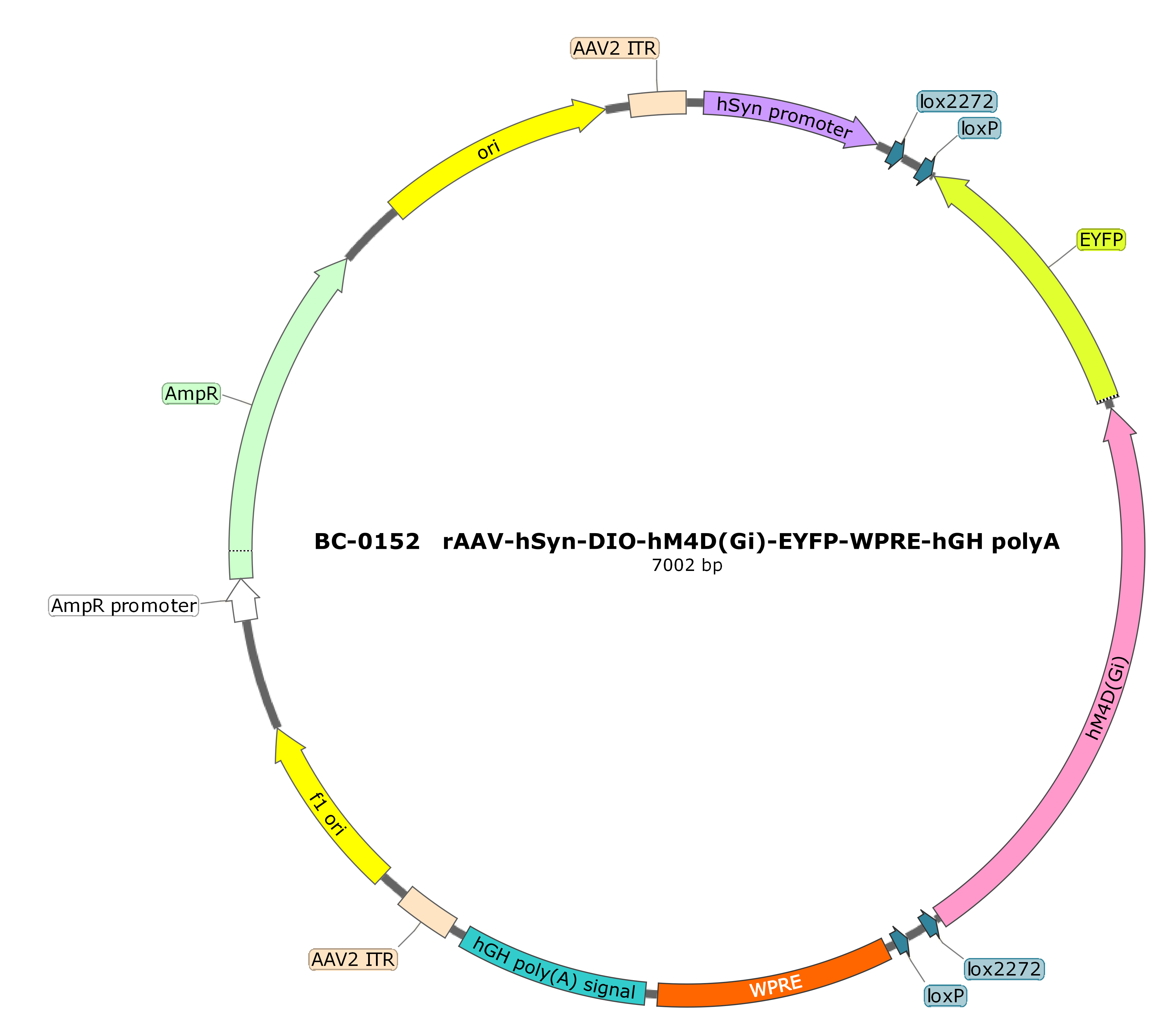 BC-0152	rAAV-hSyn-DIO-hM4D(Gi)-EYFP （Testing Report attached） 