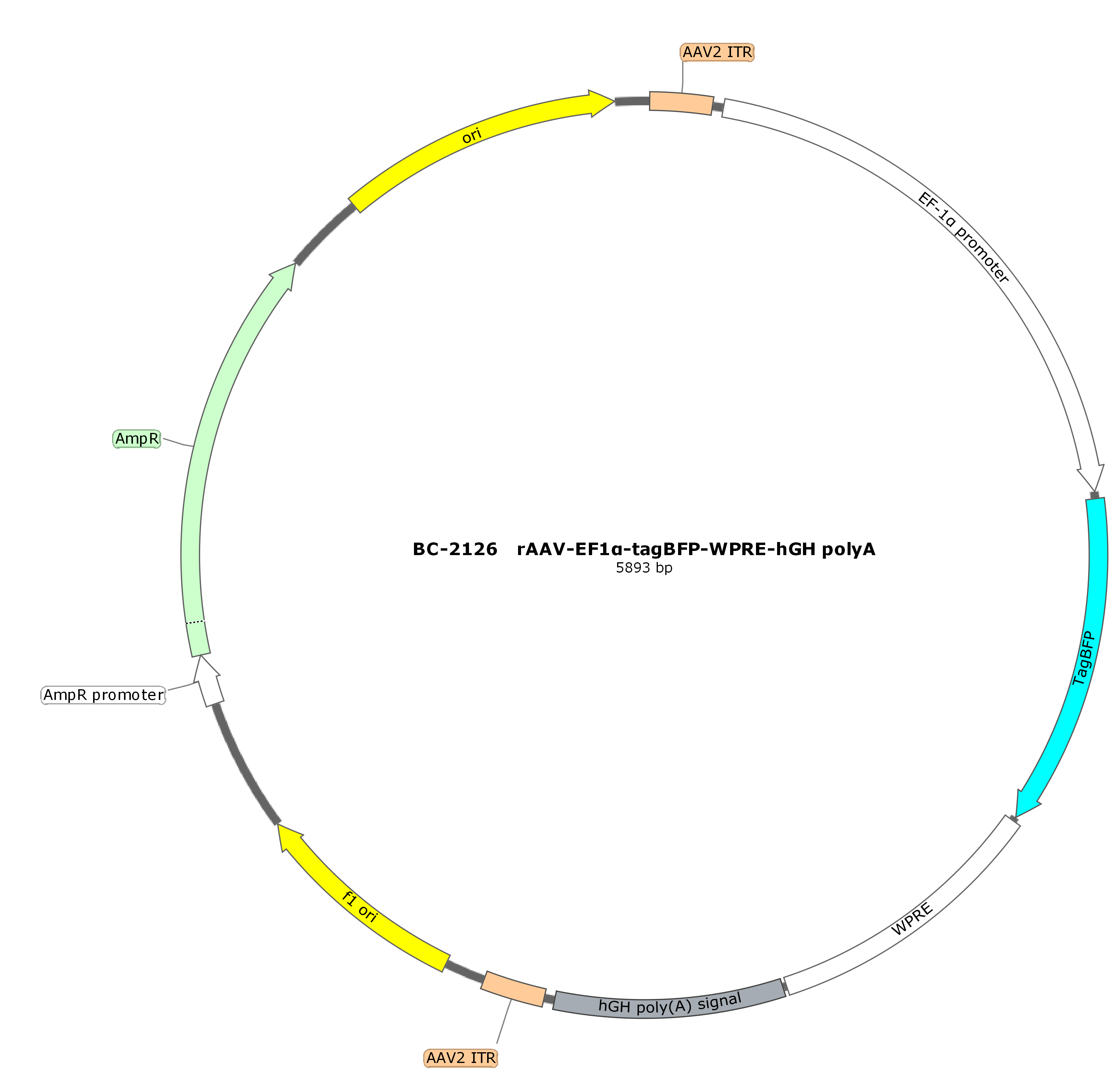 rAAV-EF1α-tagBFP  