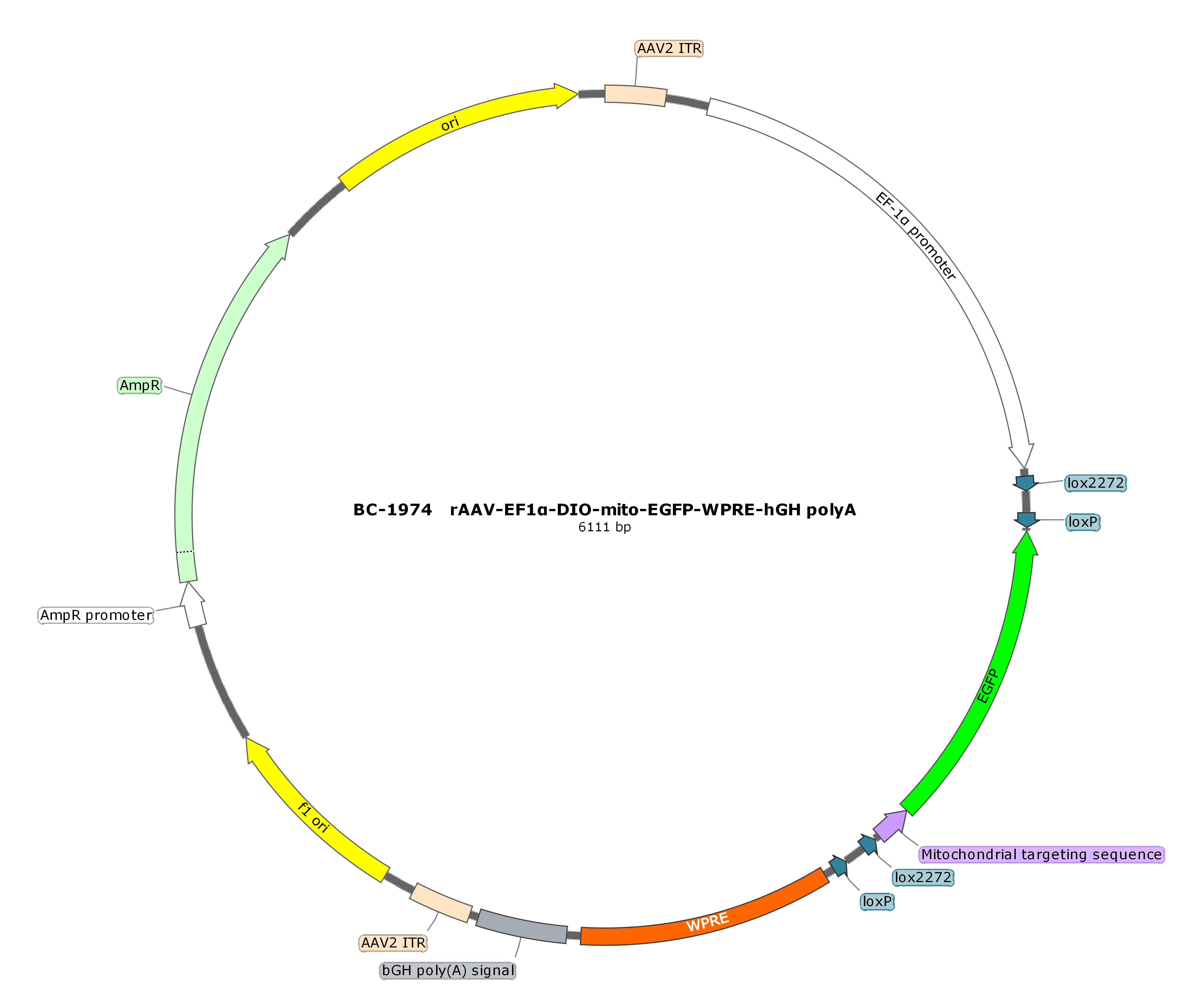 rAAV-EF1α-DIO-mito-EGFP  