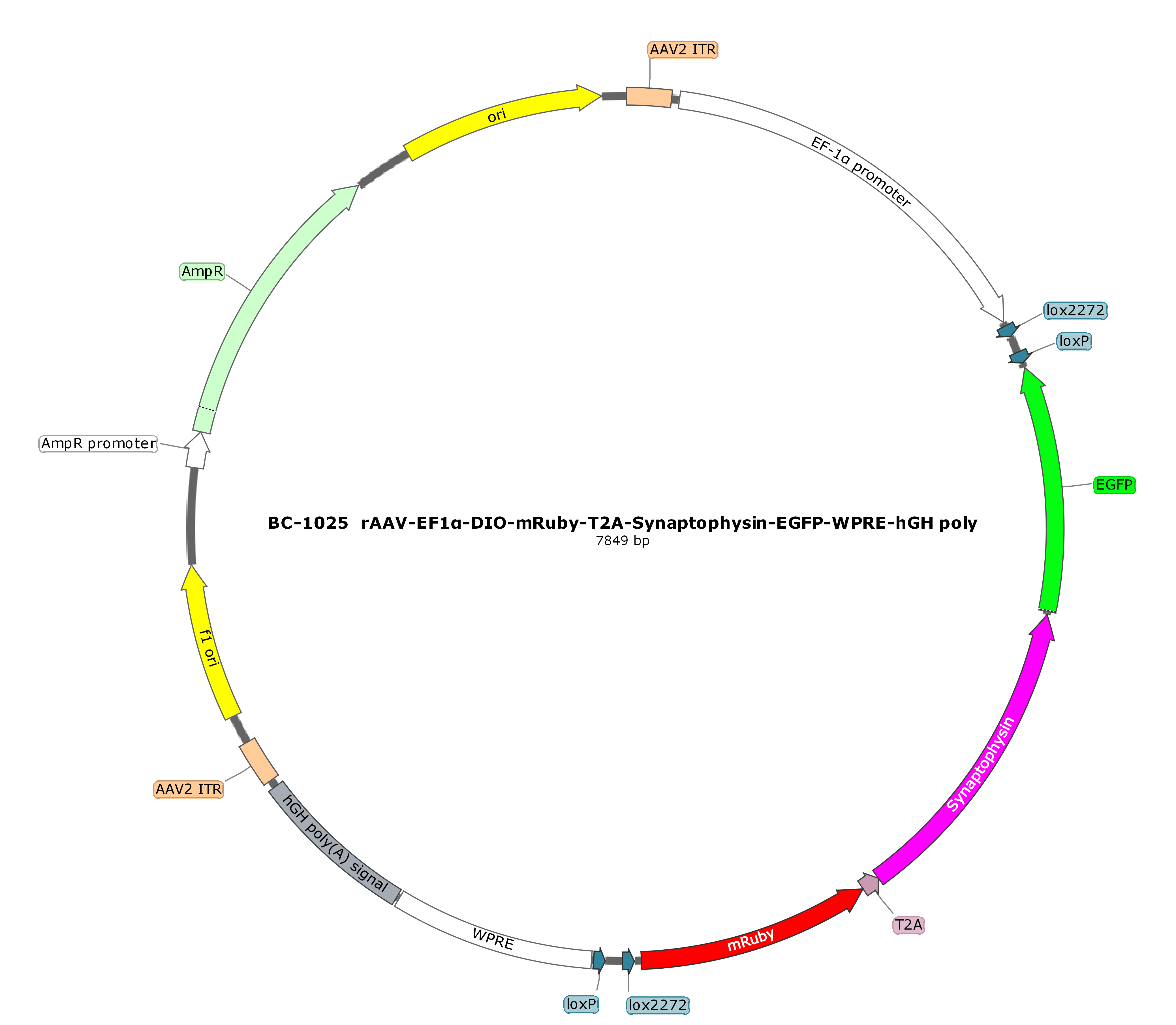 rAAV-EF1α-DIO-mRuby-T2A-Synaptophysin-EGFP  