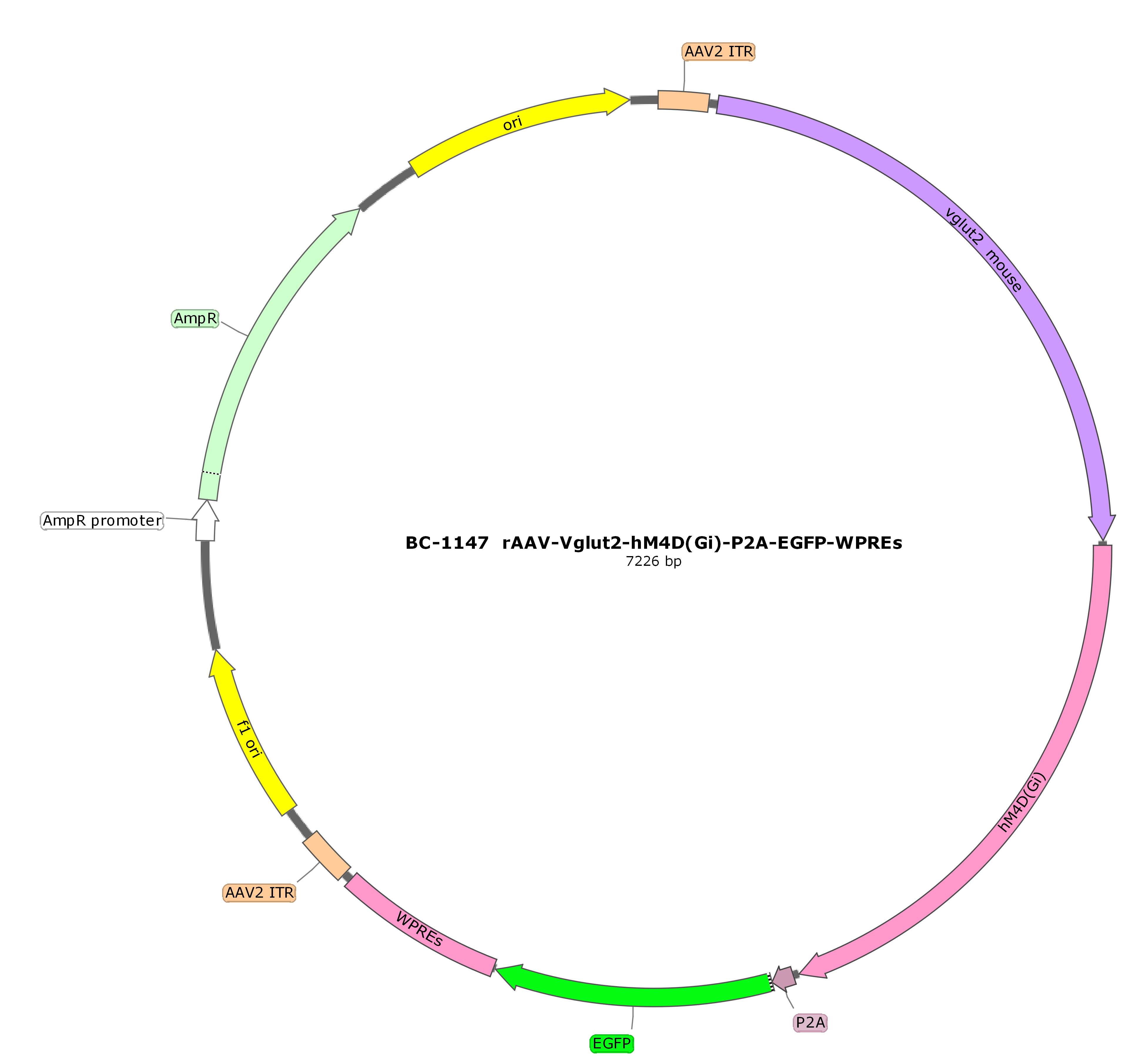 BC-1147  rAAV-Vglut2-hM4D(Gi)-P2A-EGFP 
