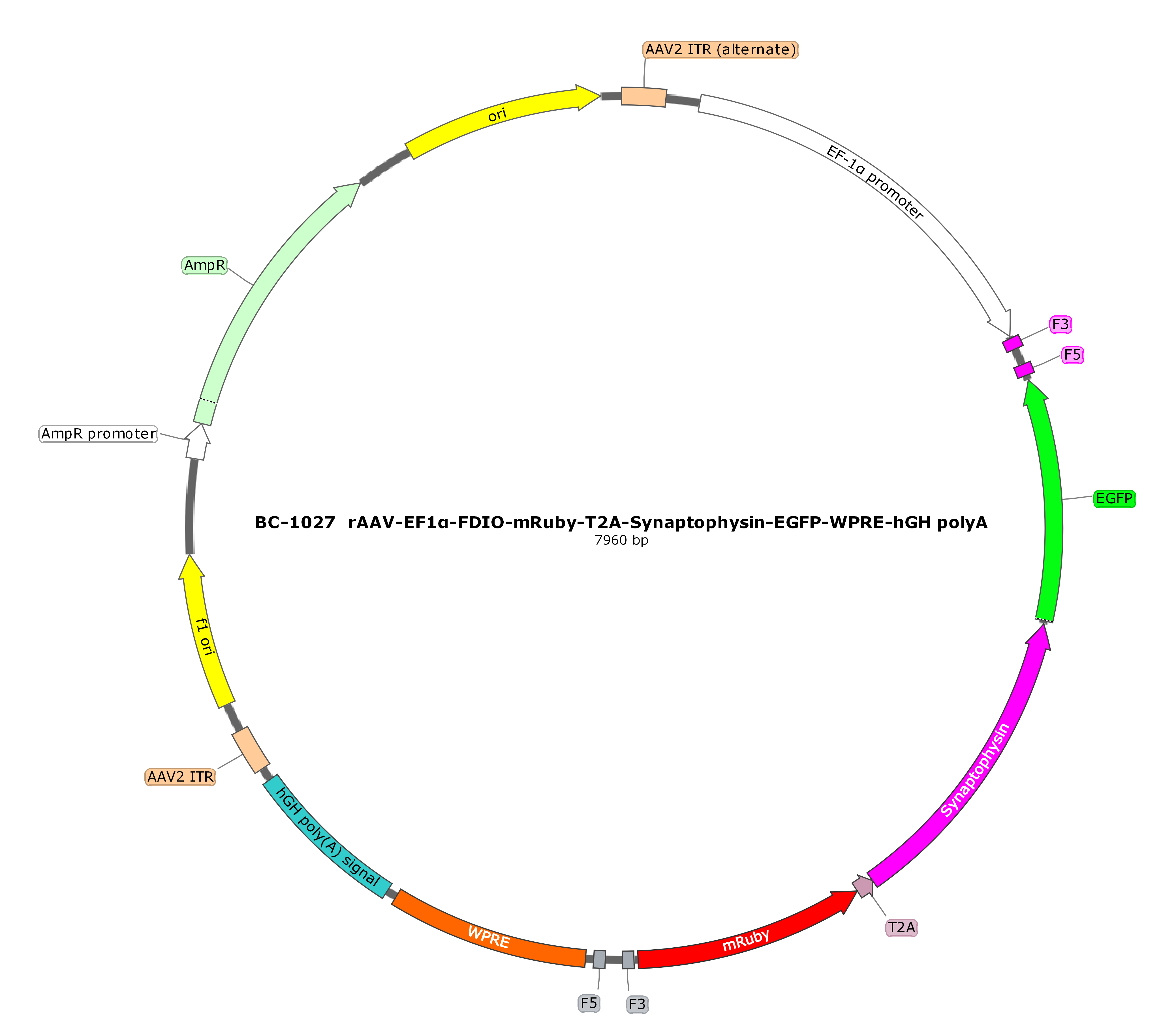 rAAV-EF1α-FDIO-mRuby-T2A-Synaptophysin-EGFP  