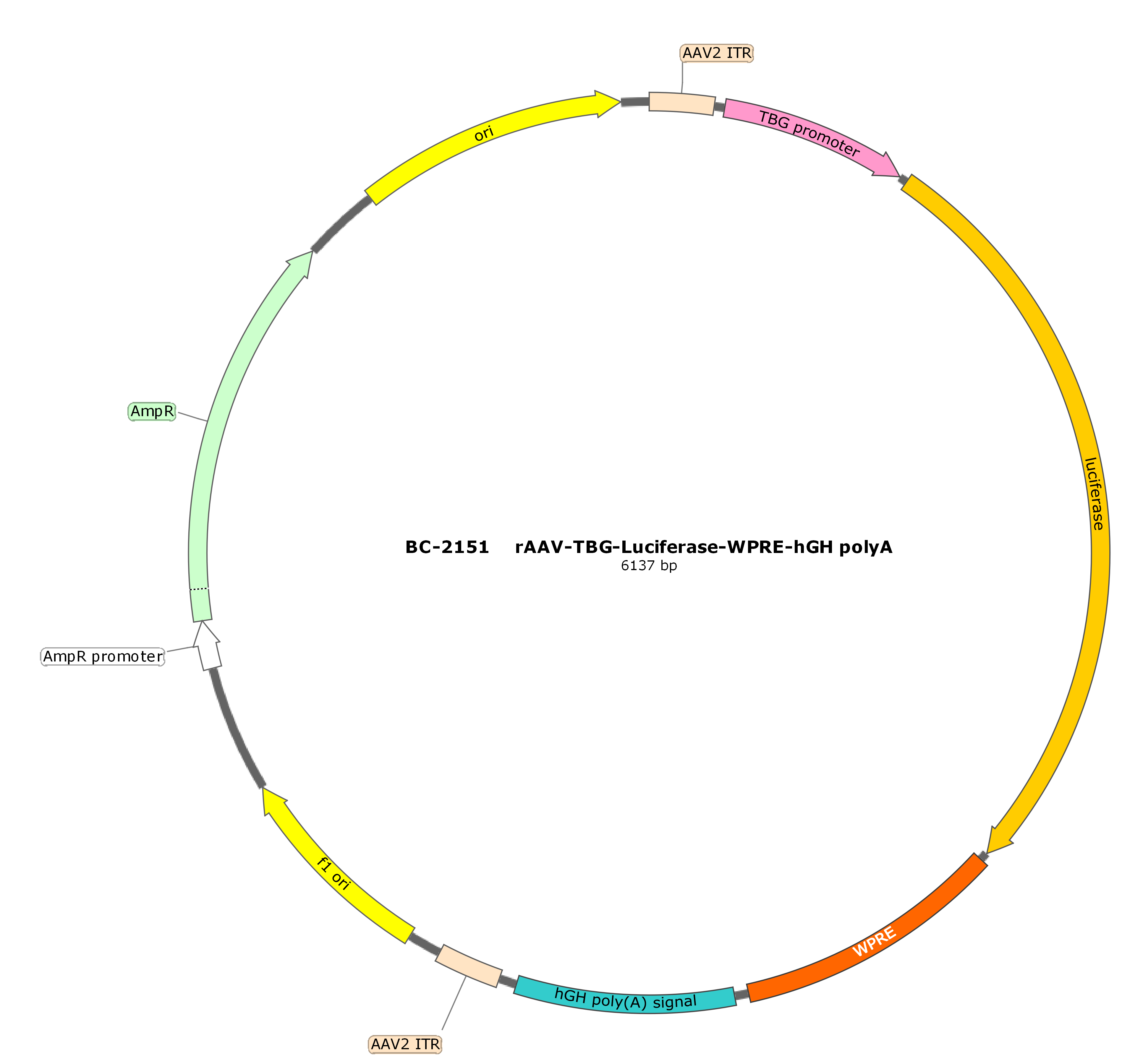 rAAV-TBG-Luciferase  