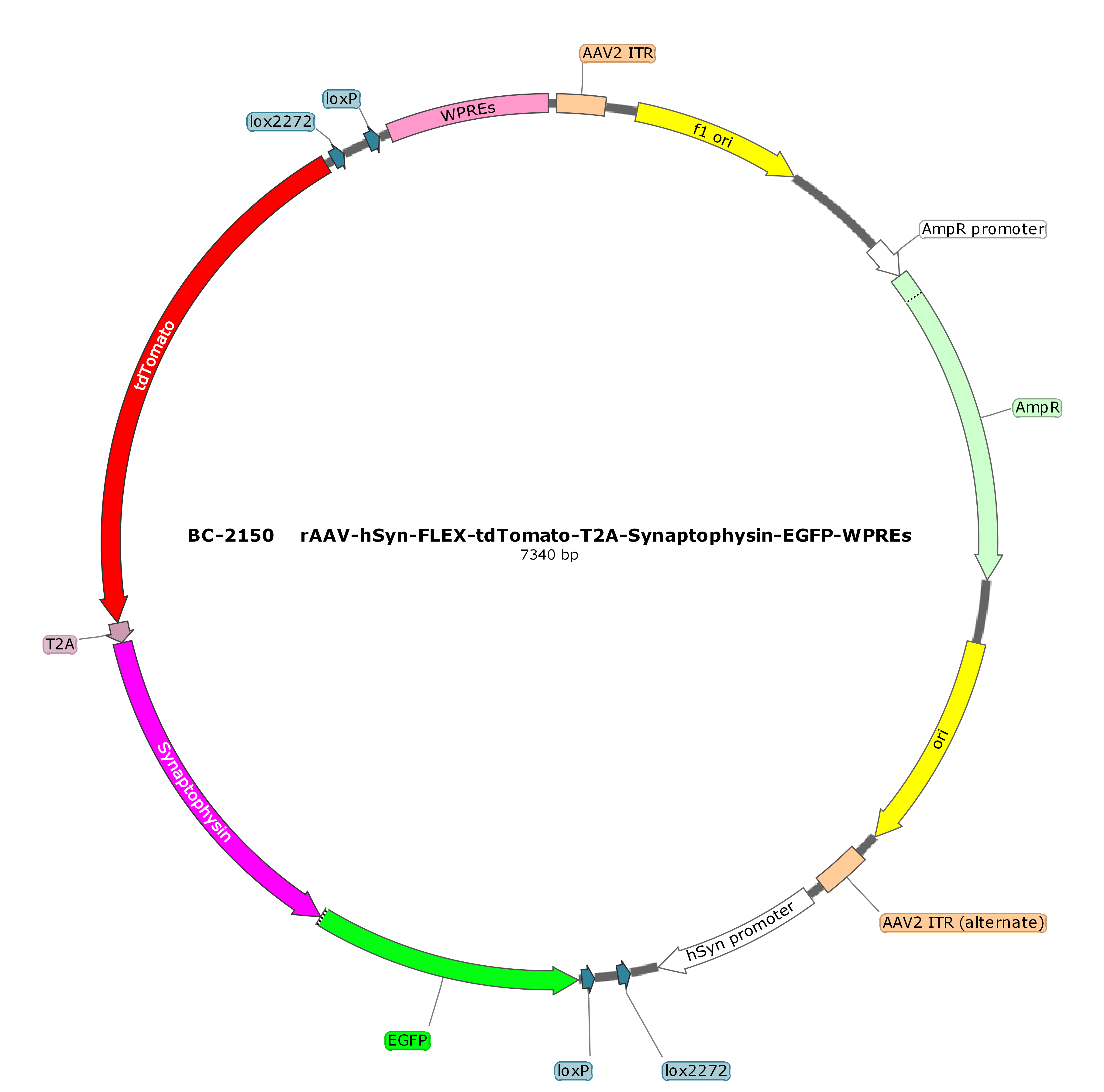 rAAV-hSyn-FLEX-tdTomato-T2A-Synaptophysin-EGFP 