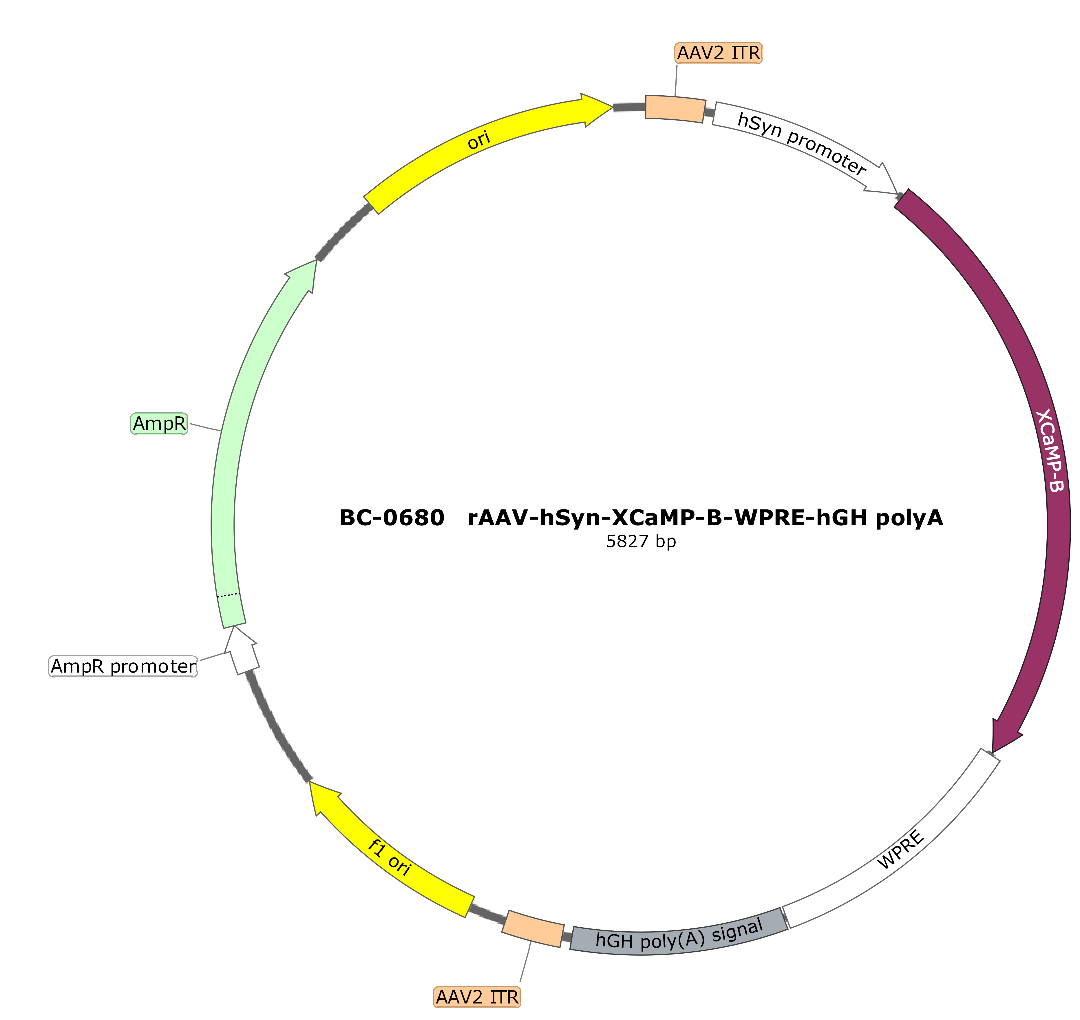 BC-0680 rAAV-hSyn-XCaMP-B(Testing Report attached)