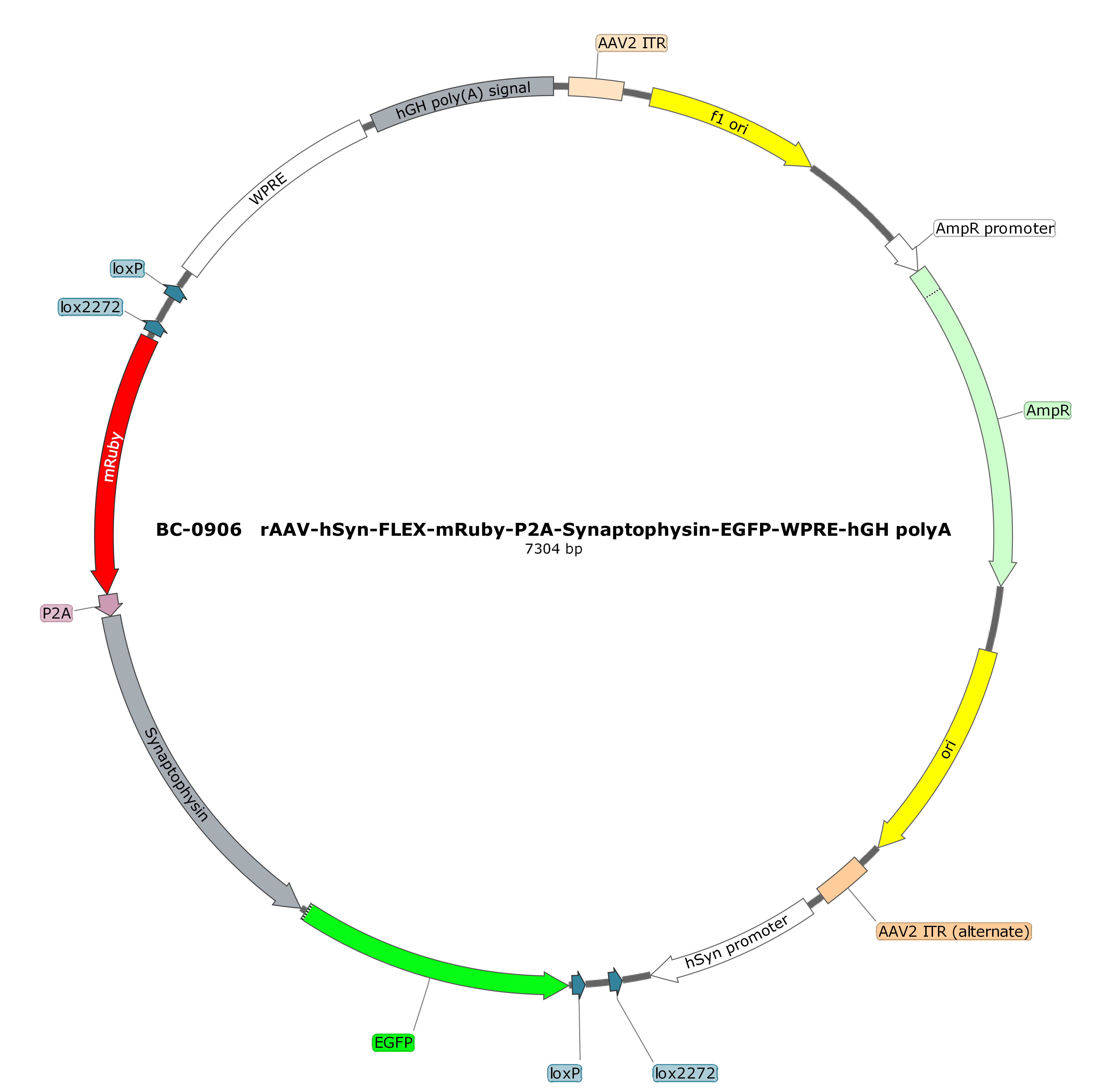 rAAV-hSyn-FLEX-mRuby-P2A-Synaptophysin-EGFP  