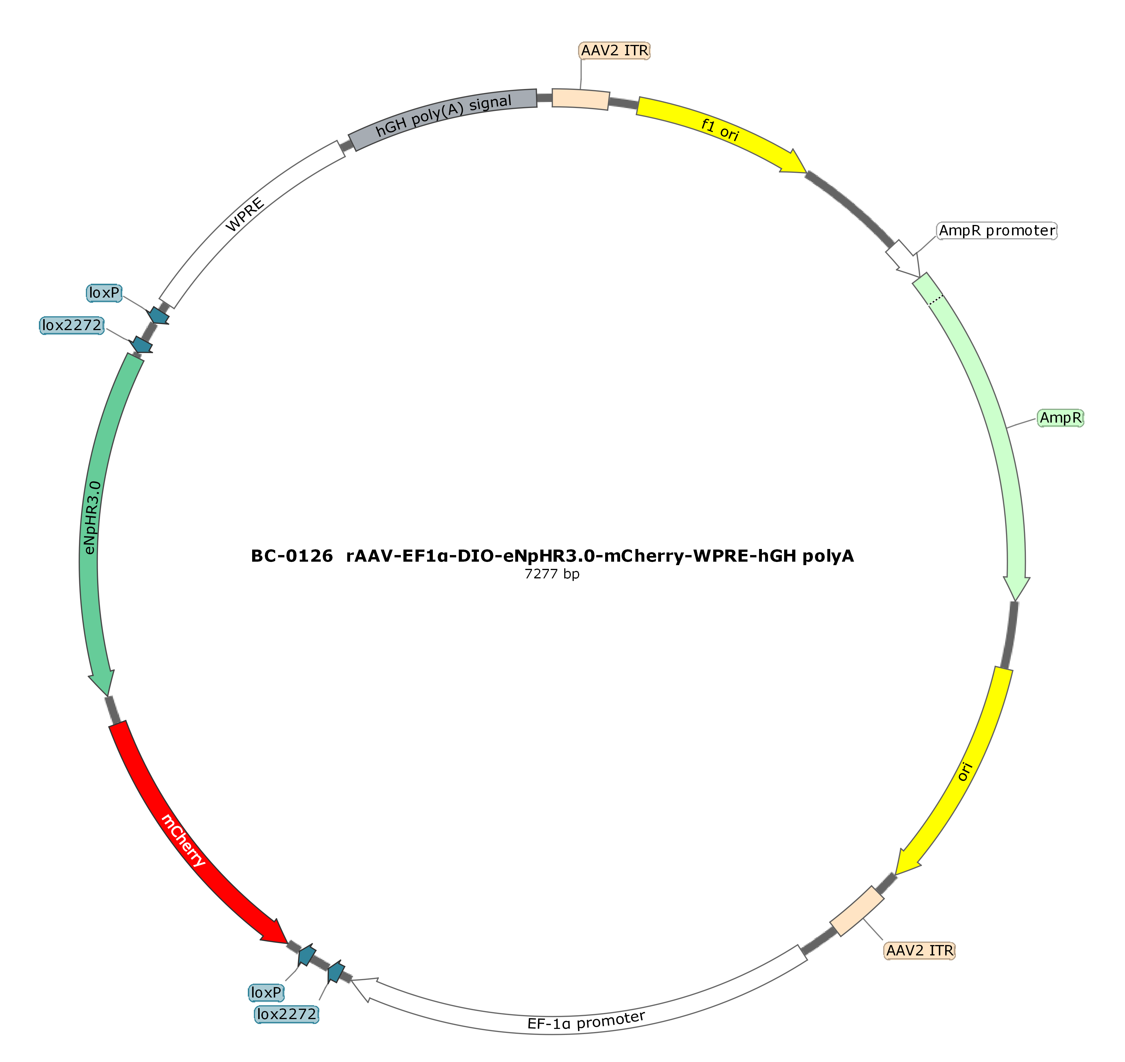 BC-0126  rAAV-EF1α-DIO-eNpHR3.0-mCherry（Testing Report attached）