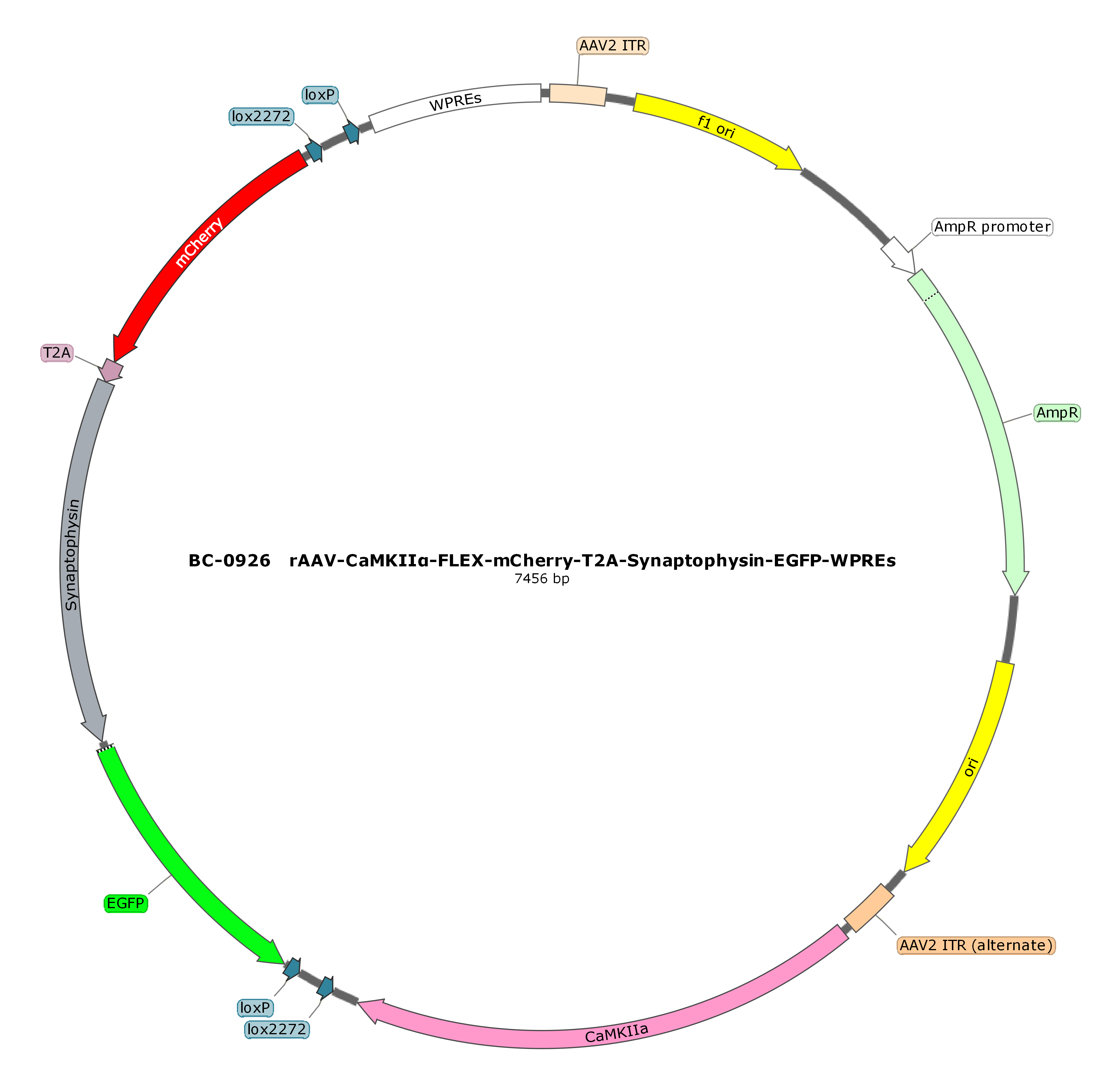 rAAV-CaMKIIα-FLEX-mCherry-T2A-Synaptophysin-EGFP 