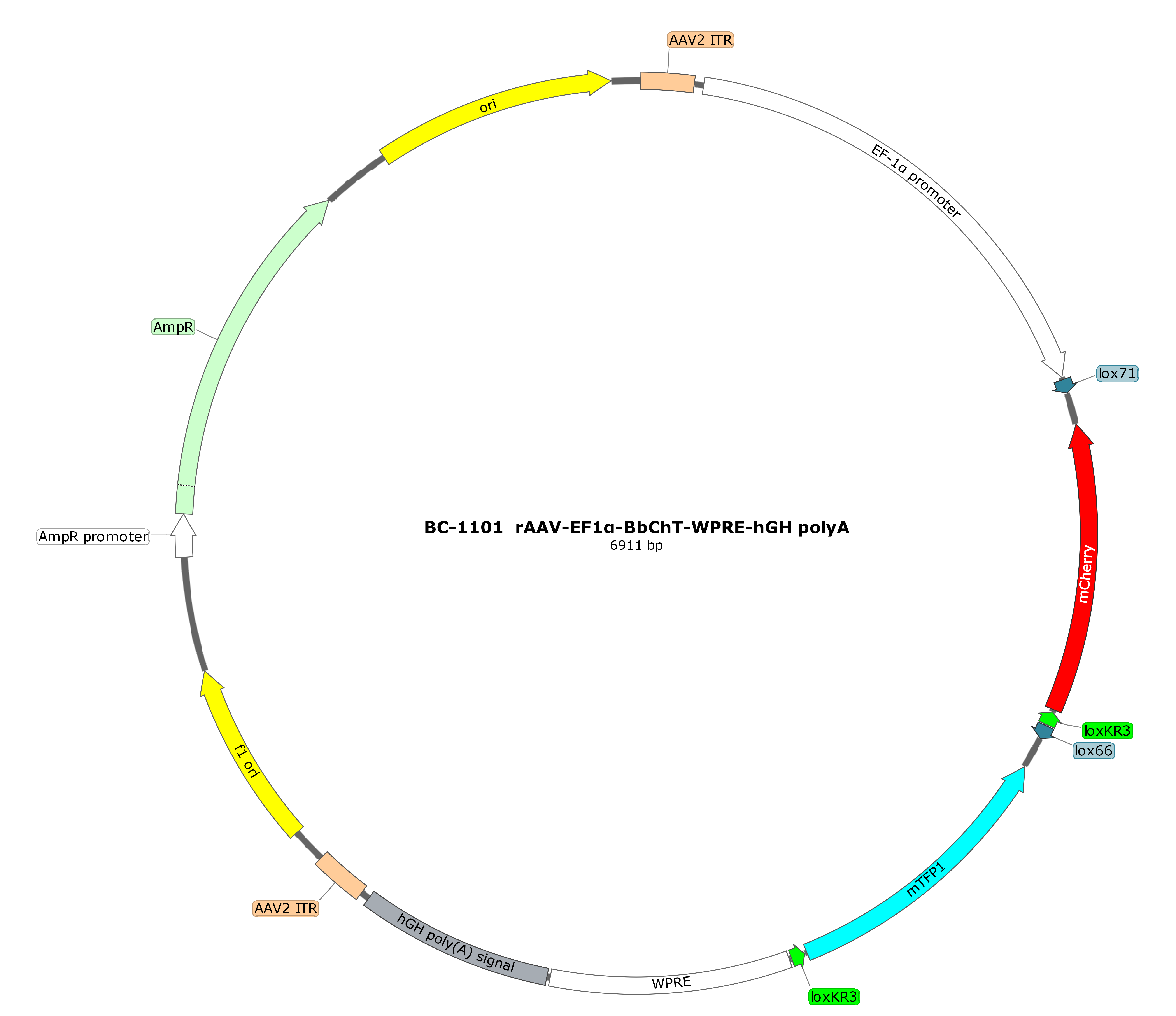 BC-1101 rAAV-EF1α-BbChT  