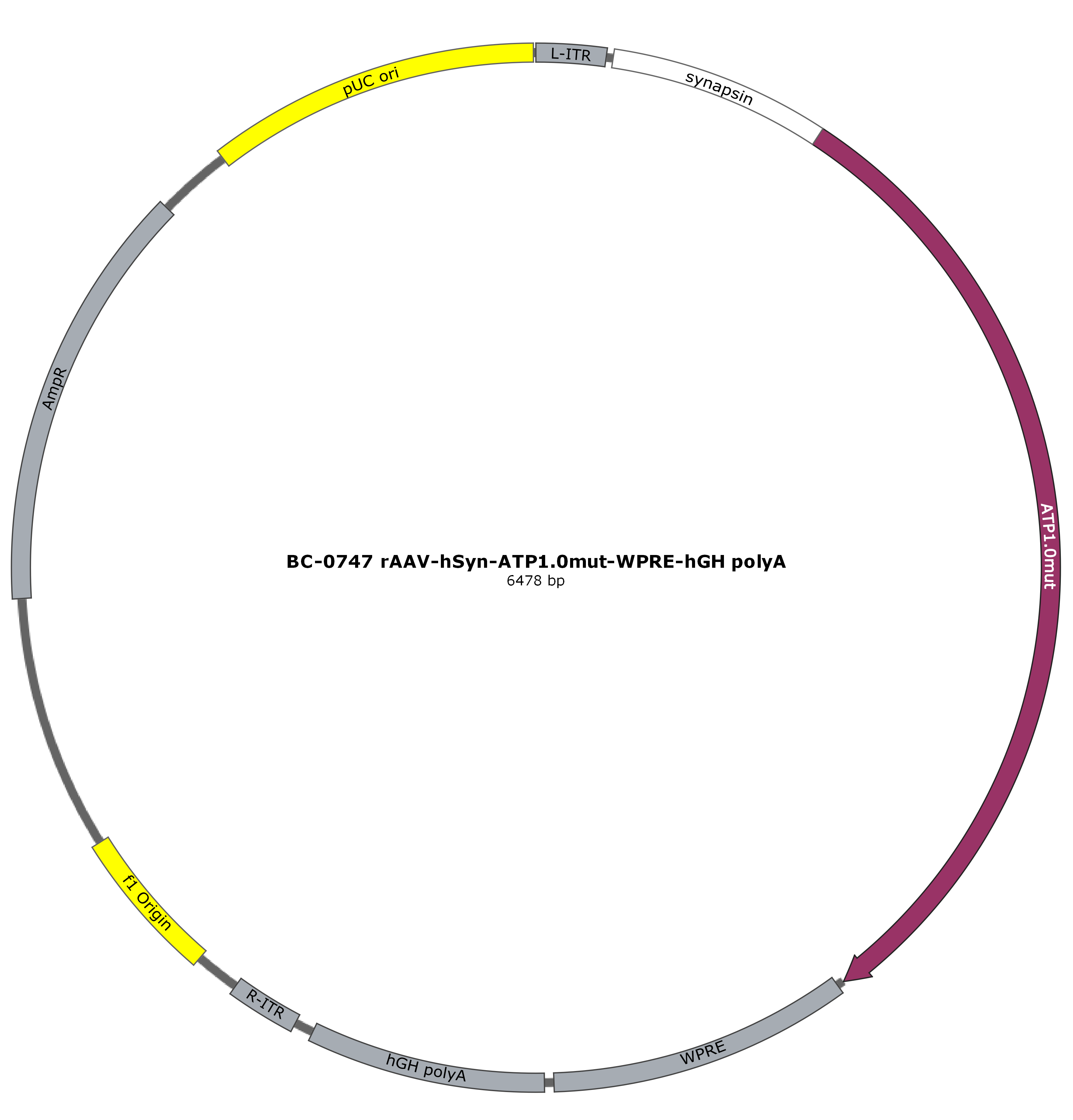 BC-0747 rAAV-hSyn-ATP1.0mut  