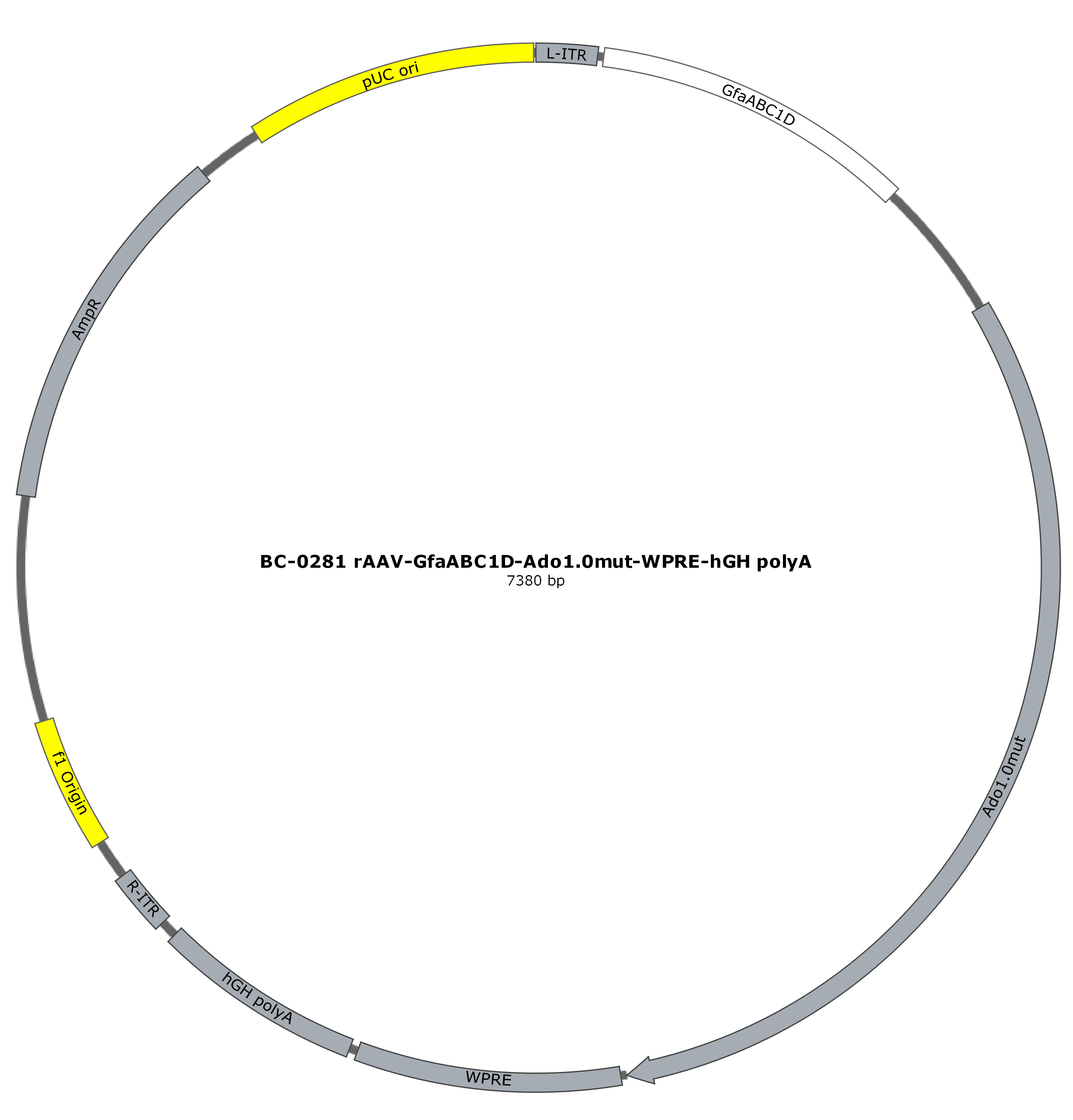 BC-0281 rAAV-GfaABC1D-Ado1.0mut 