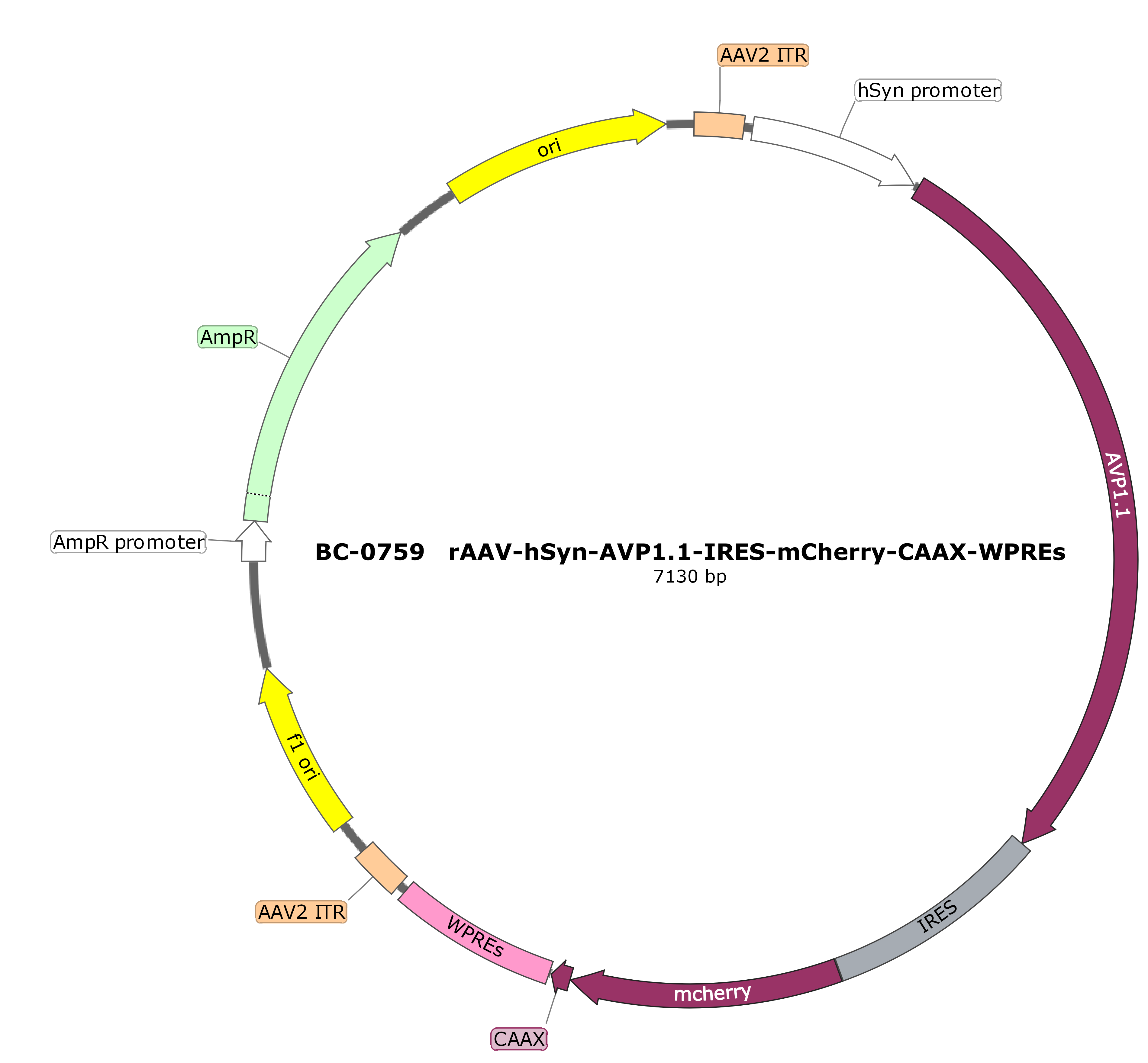 BC-0759 rAAV-hSyn-AVP1.1-IRES-mCherry-CAAX 