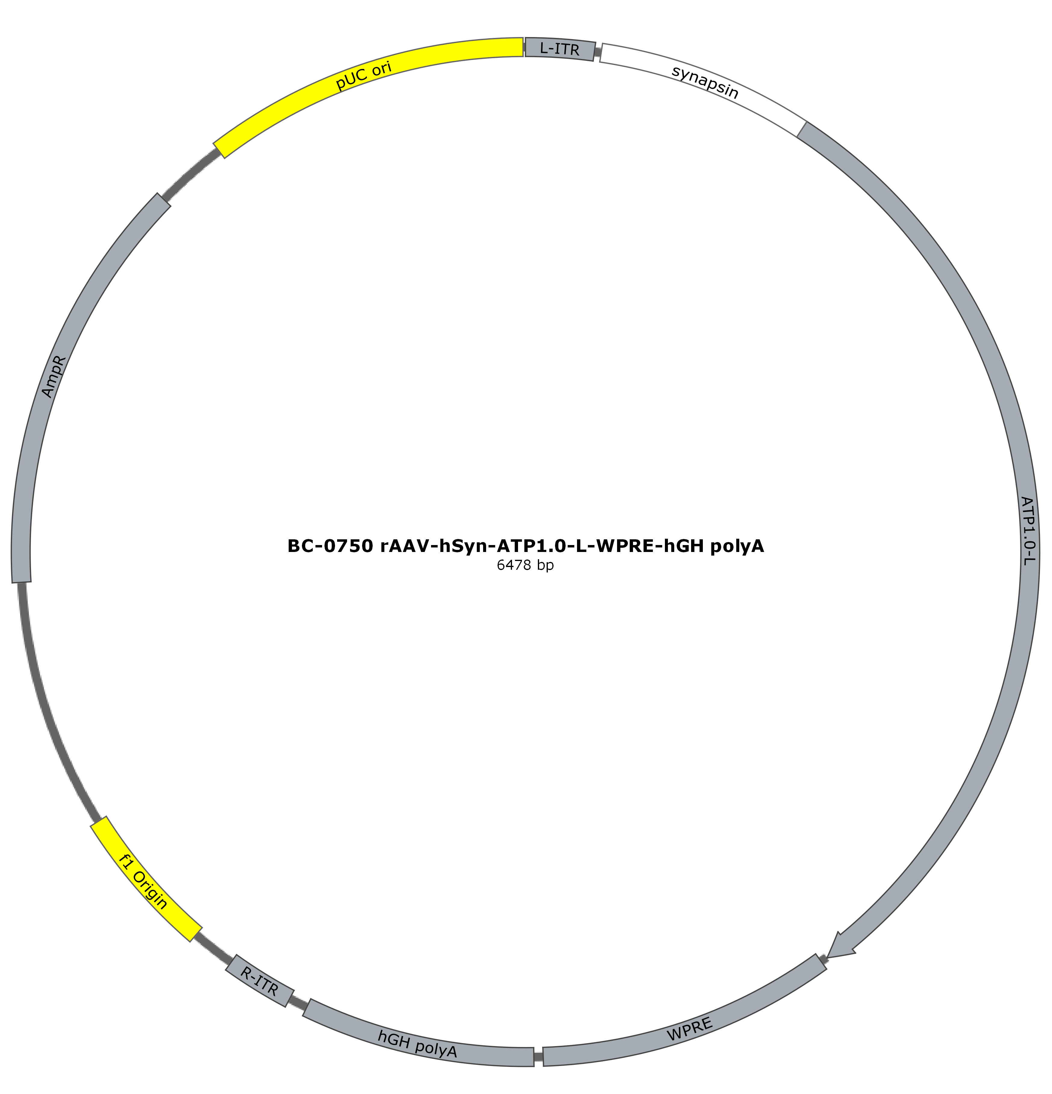 BC-0750 rAAV-hSyn-ATP1.0-L  