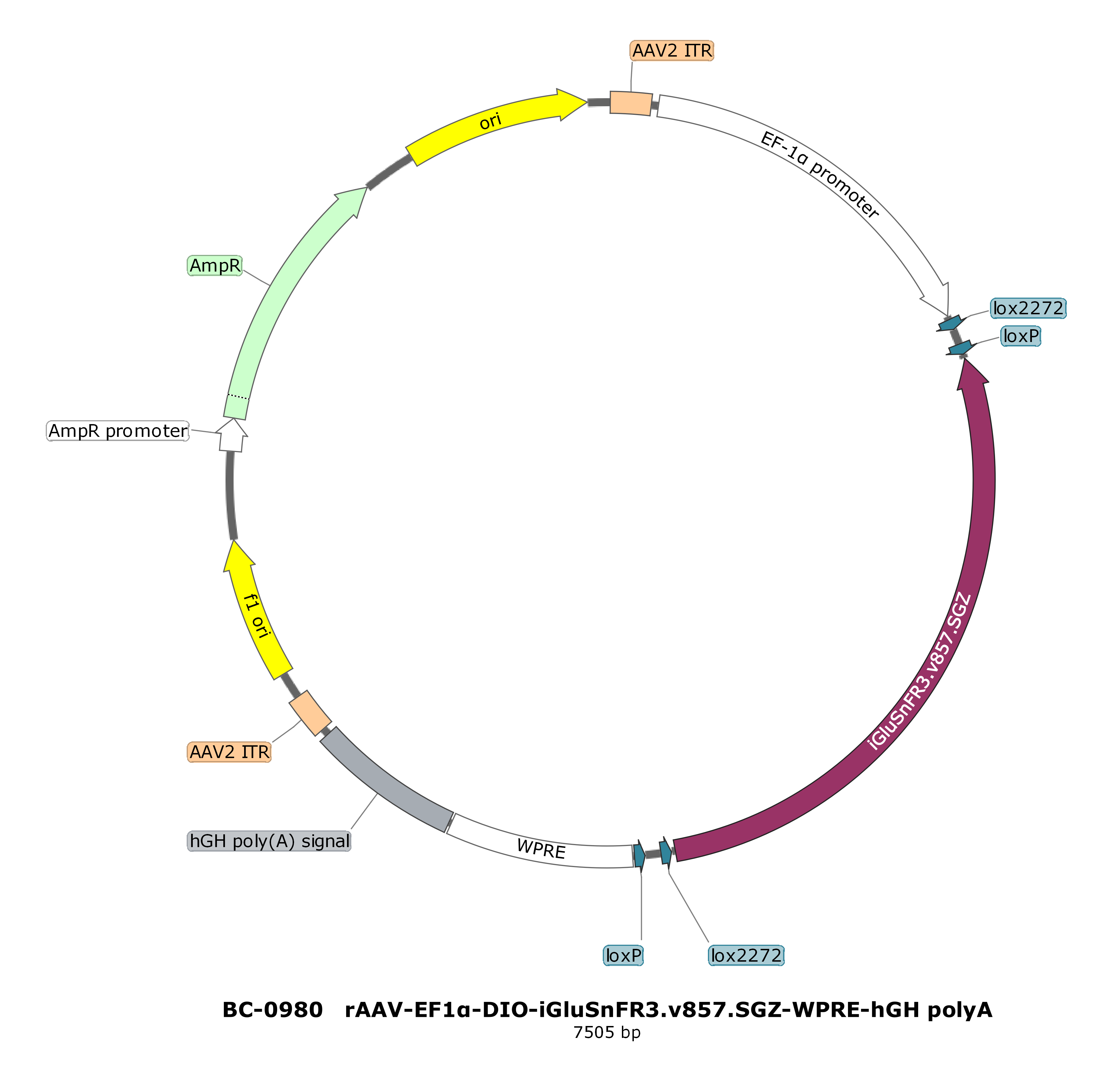 BC-0980  rAAV-EF1α-DIO-iGluSnFR3.v857.SGZ 