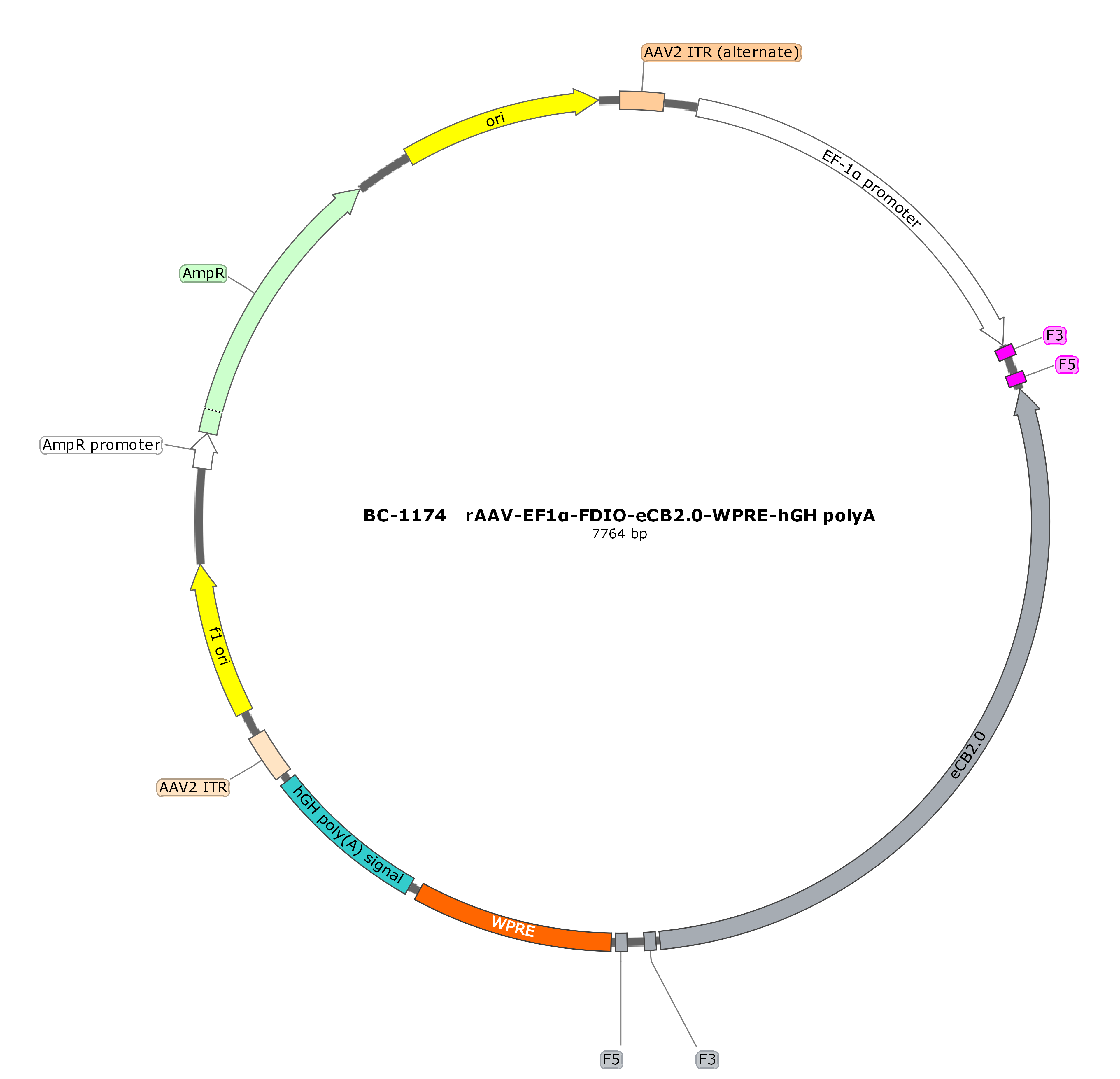 BC-1174  rAAV-EF1α-FDIO-eCB2.0