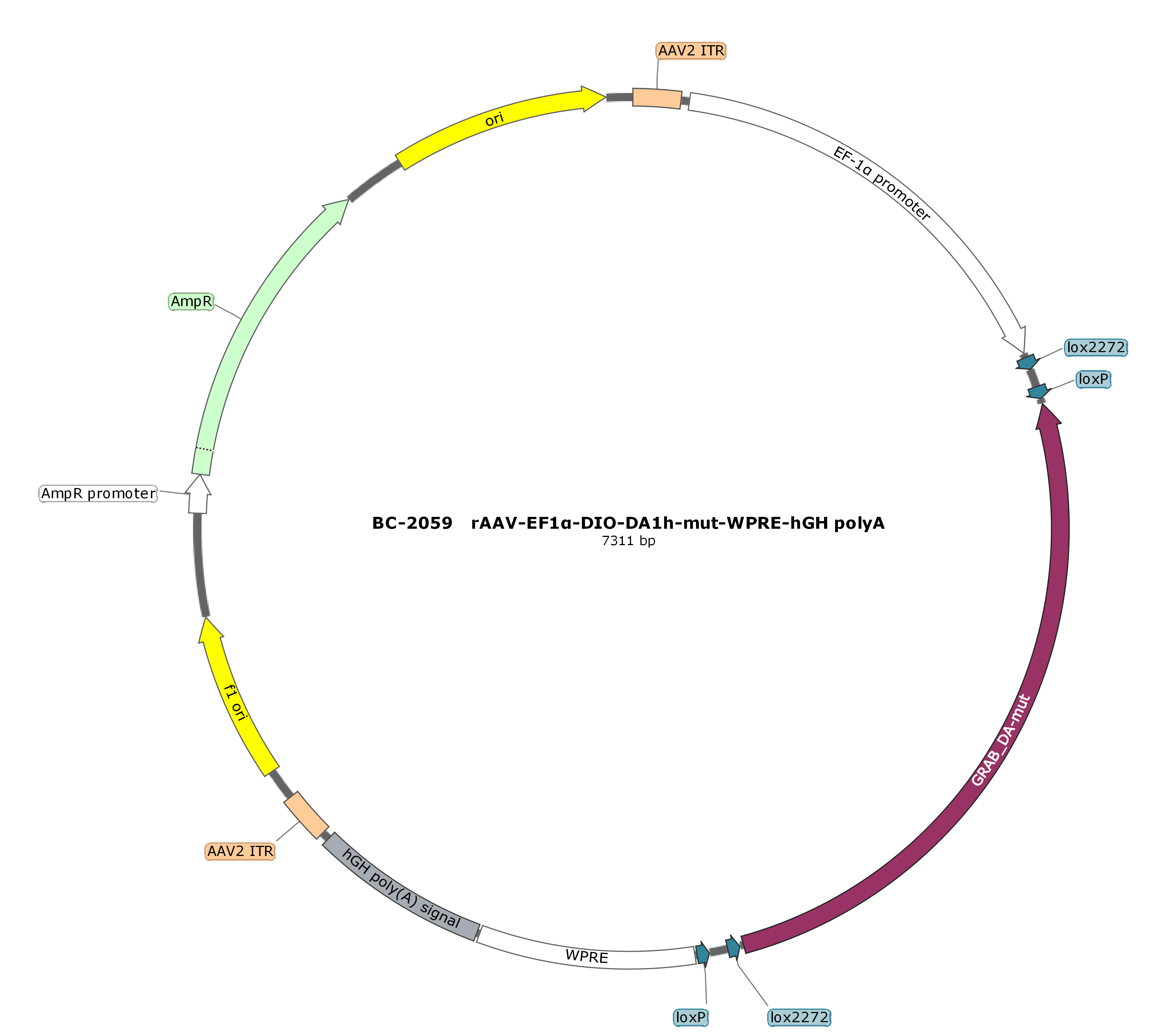 BC-2059  rAAV-EF1α-DIO-DA1h mut