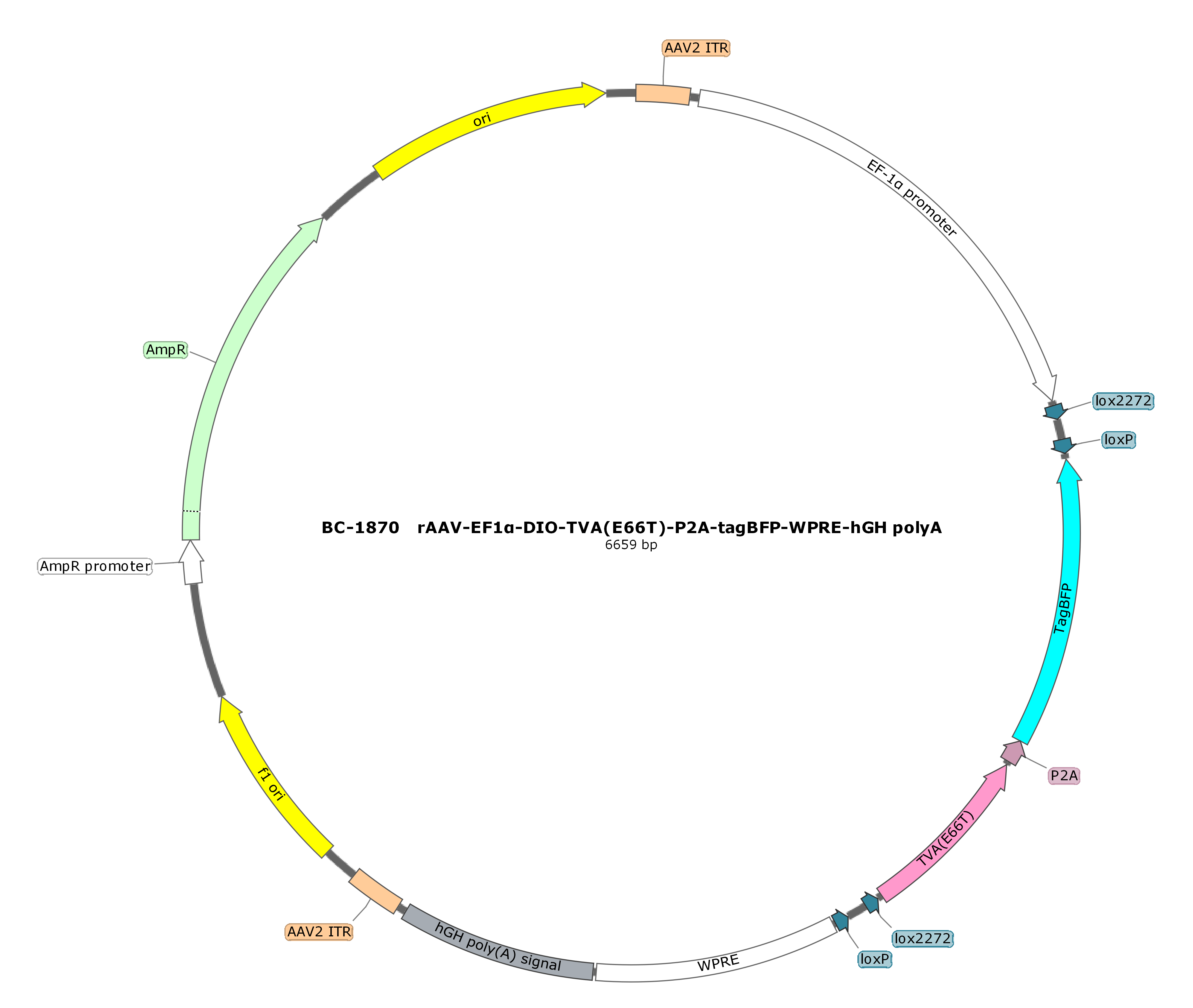 BC-1870 rAAV-EF1α-DIO-TVA(E66T)-P2A-tagBFP  