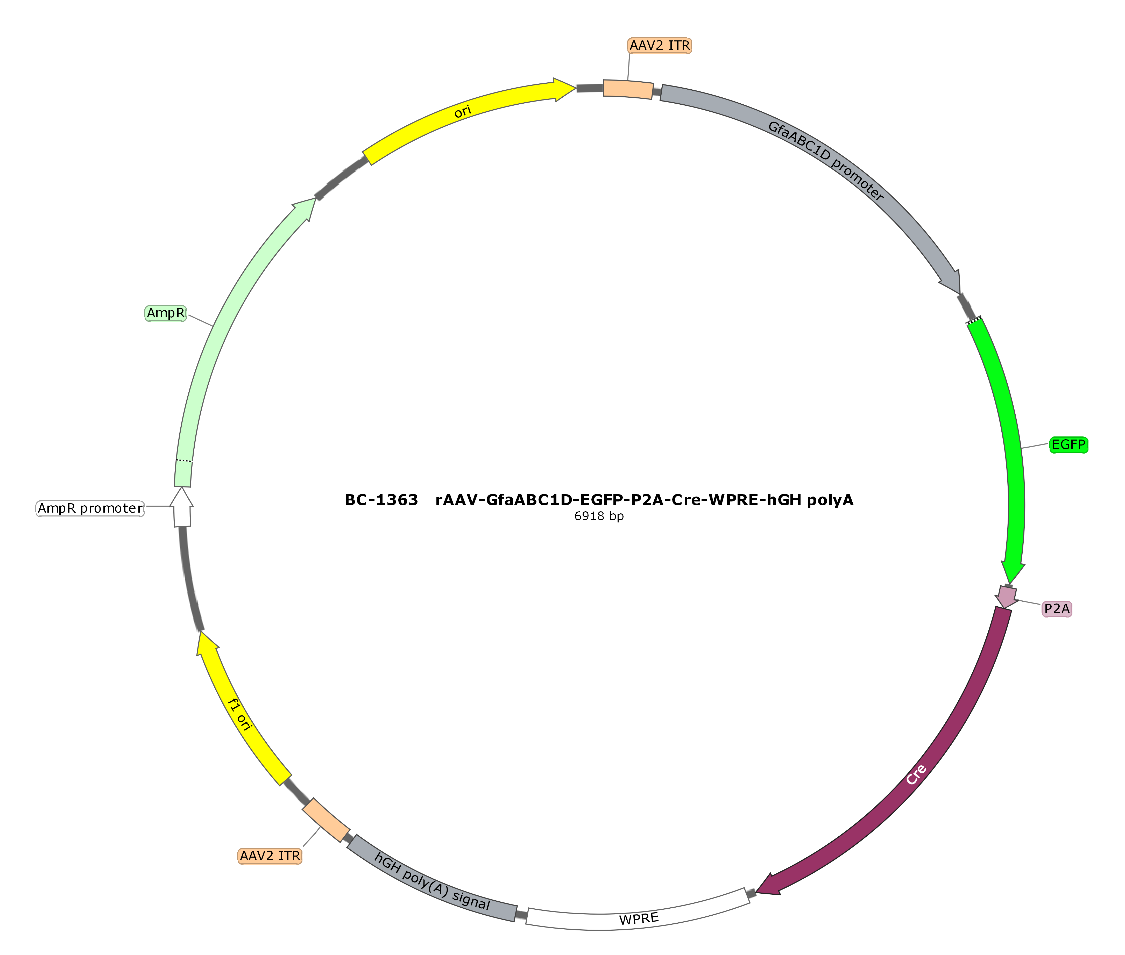 BC-1363 rAAV-GfaABC1D-EGFP-P2A-Cre  