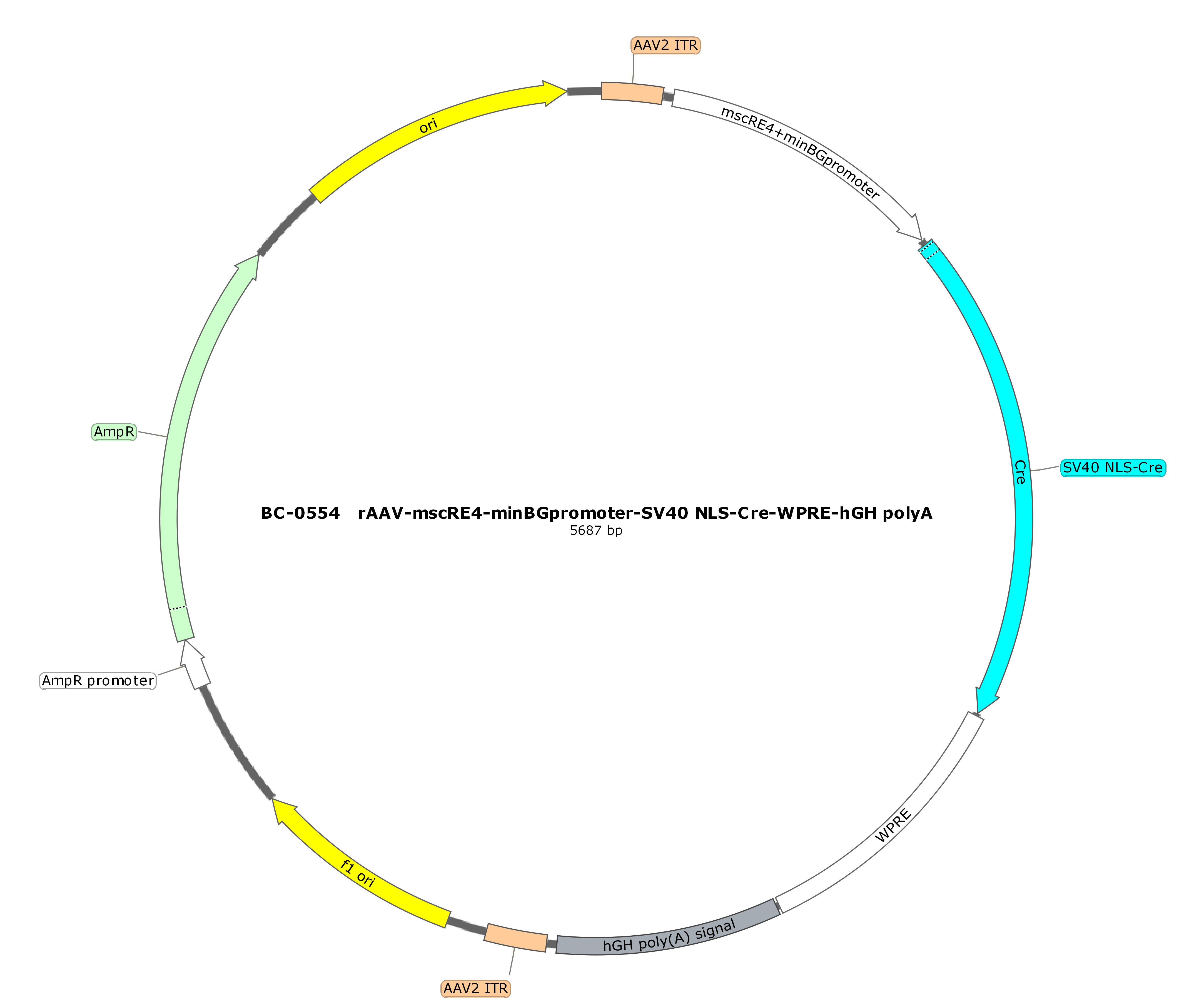 BC-0554 rAAV-mscRE4-minBGpromoter-SV40 NLS-Cre  