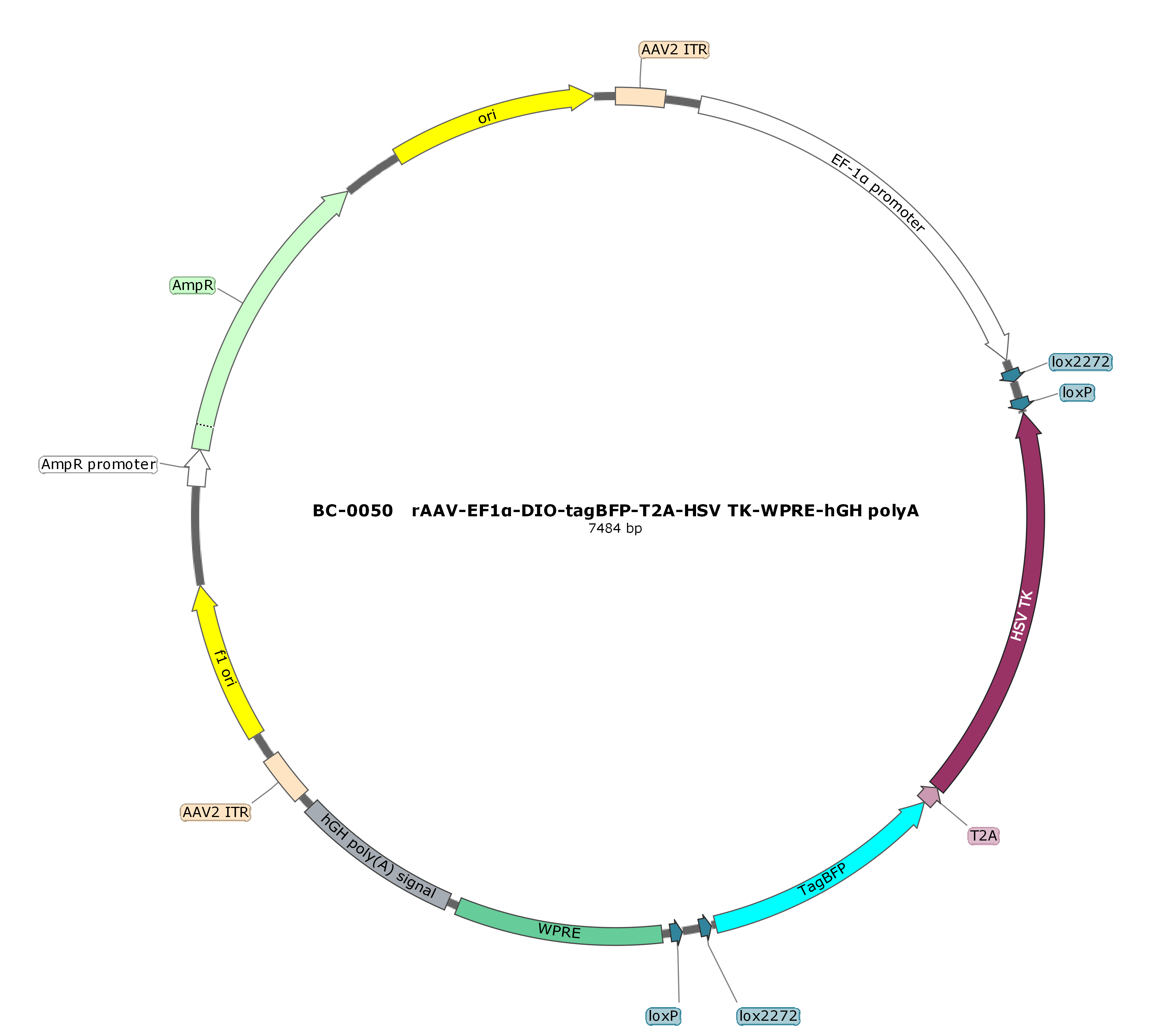BC-0050 rAAV-EF1α-DIO-BFP-T2A-TK(HSV)  