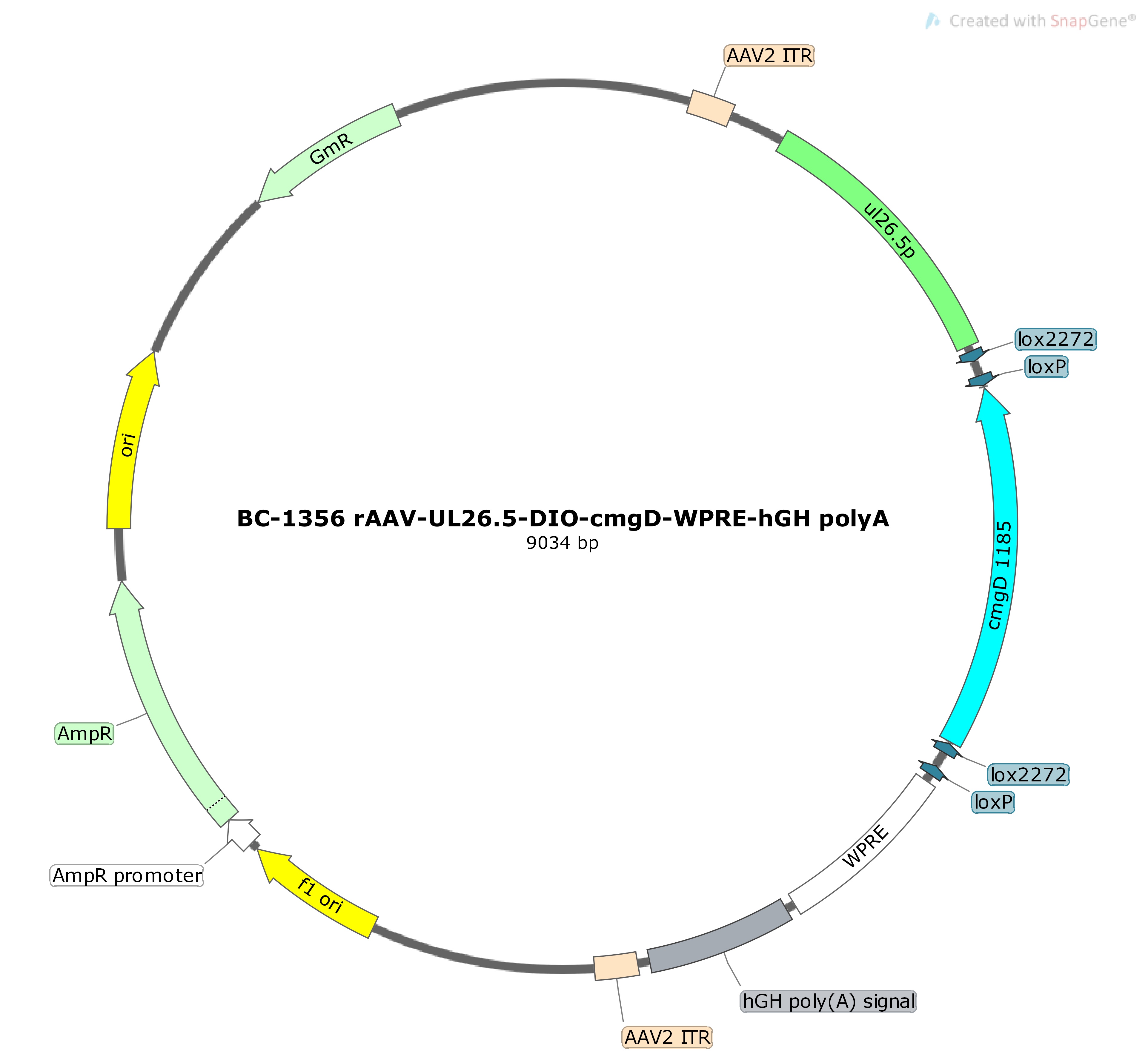 BC-1356 rAAV-UL26.5-DIO-cmgD  