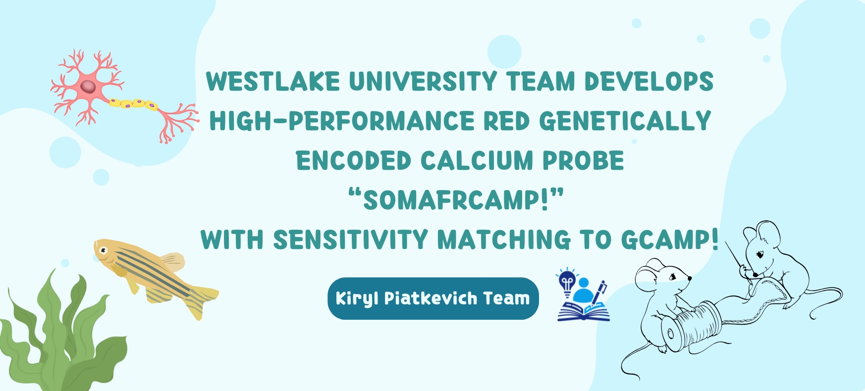 Breakthrough | WESTLAKE UNIVERSITY TEAM DEVELOPS ADVANCED RED GENETICALLY ENCODED CALCIUM SENSOR “SOMAFRCAMPI” WITH SENSITIVITY MATCHING TO GCAMP FOR NEURONAL IMAGING IN VIVO