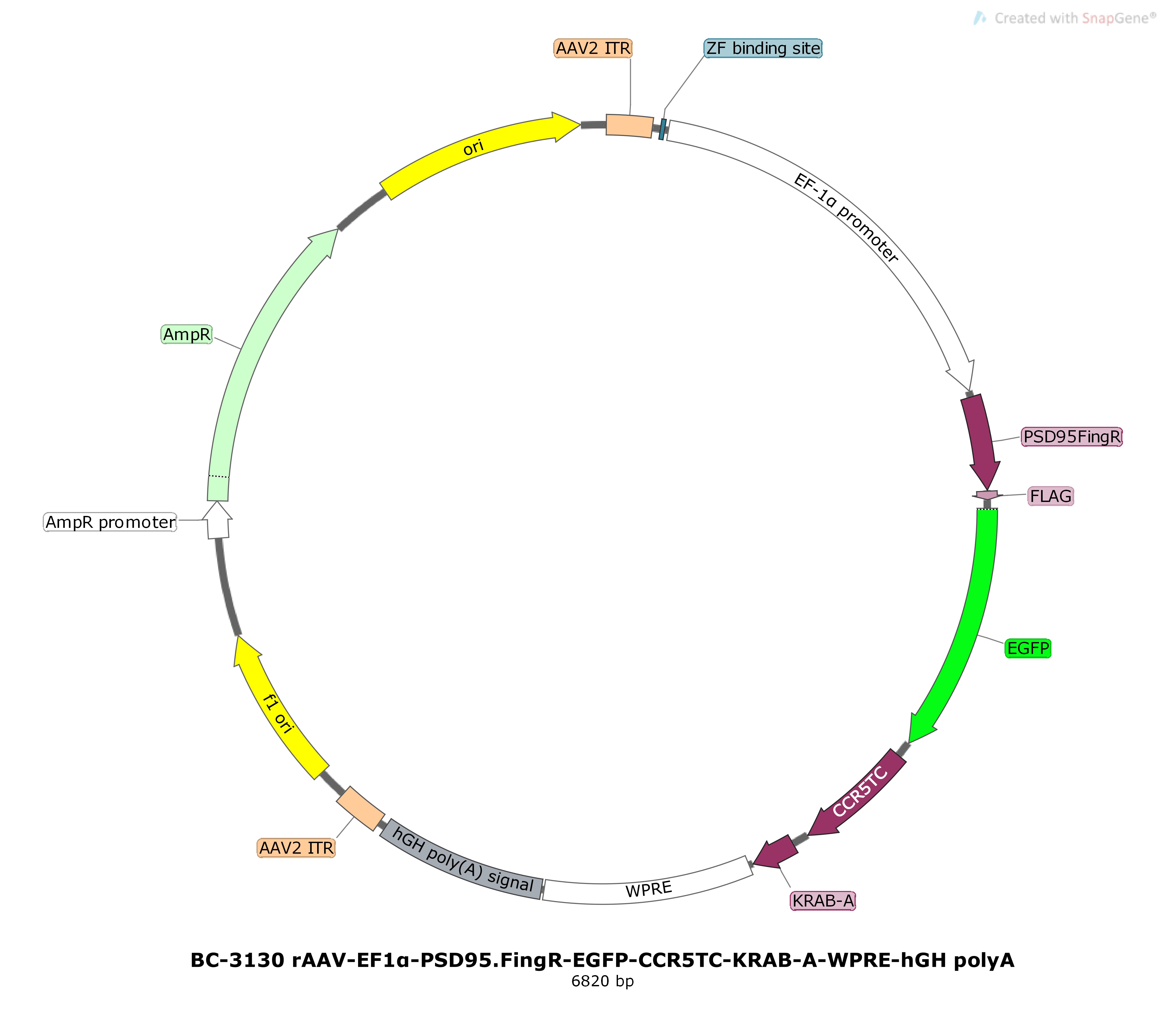 BC-3130 rAAV-EF1α-PSD95.FingR-EGFP-CCR5TC-KRAB-A