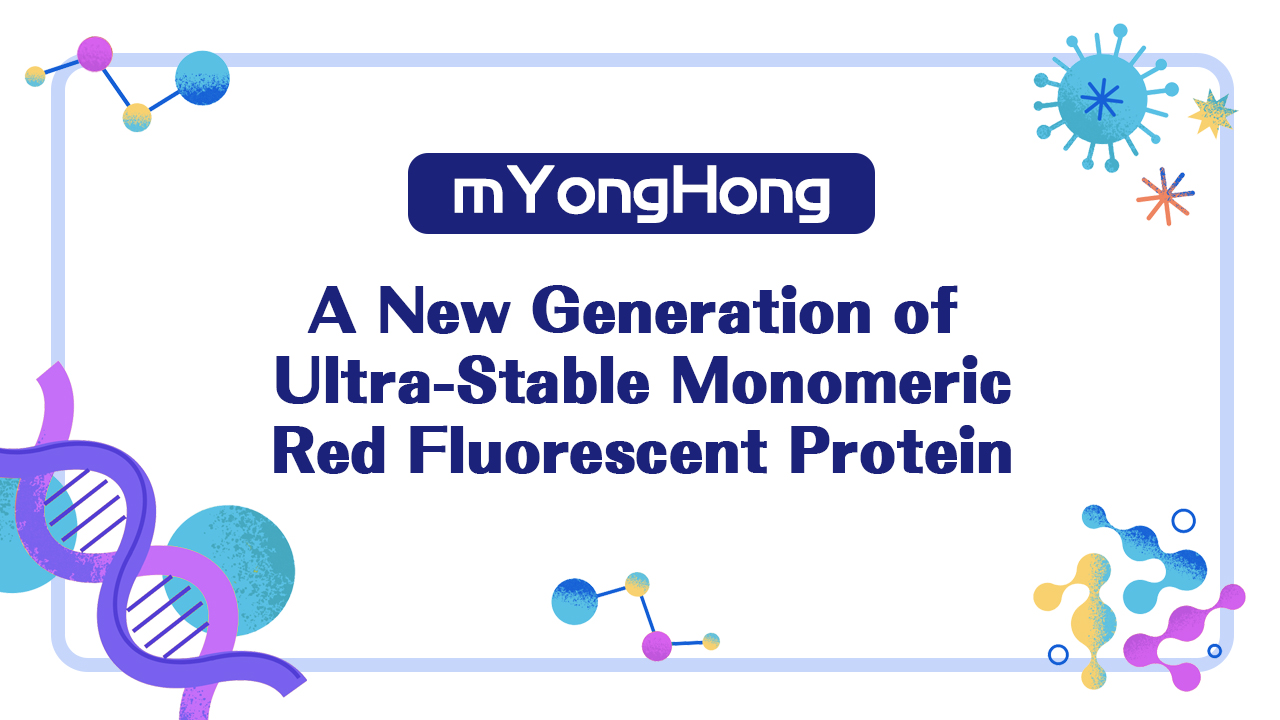 Nature Methods｜mYongHong: A New Generation of Ultra-Stable Monomeric Red Fluorescent Protein
