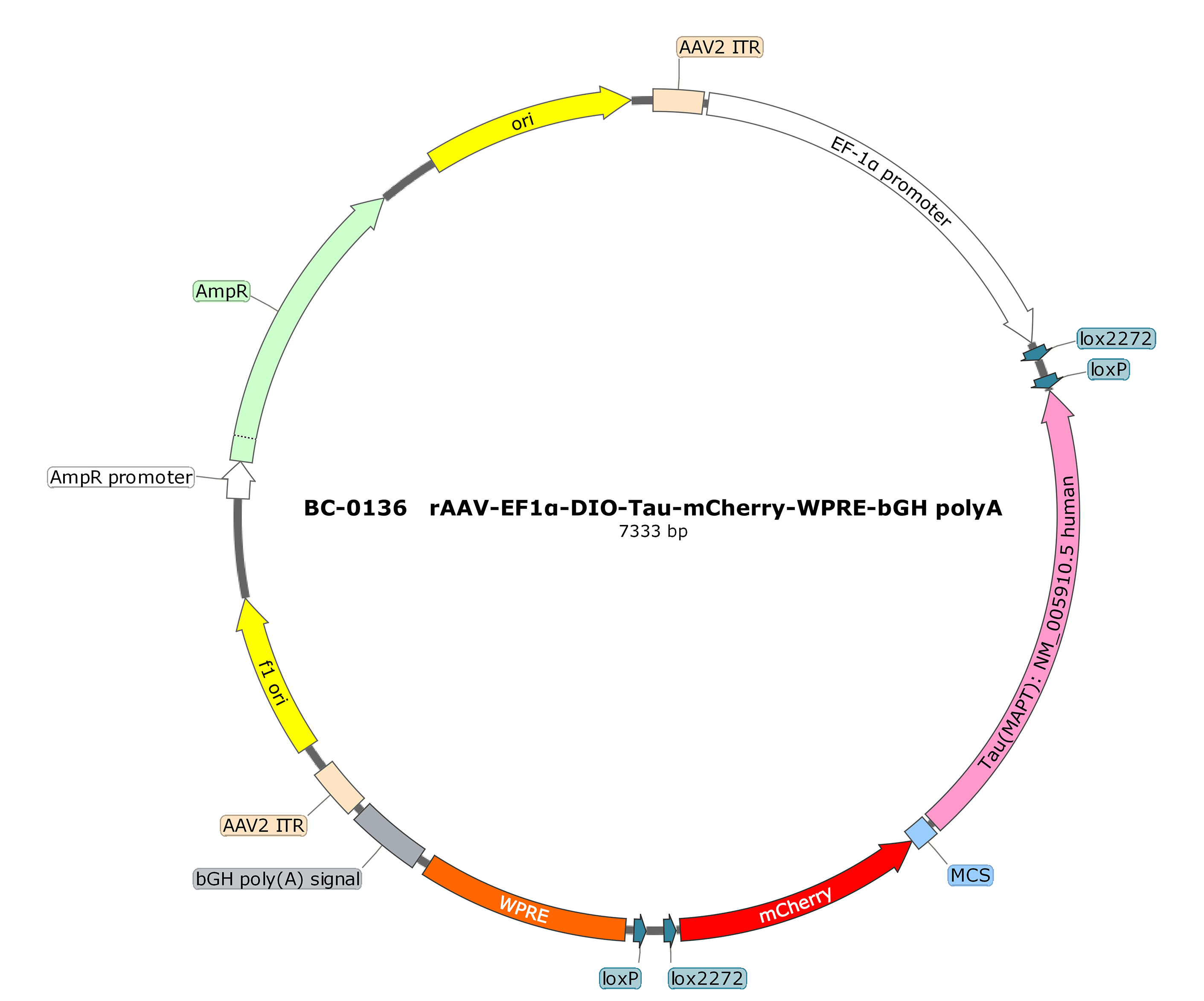 BC-0136  rAAV-EF1α-DIO-Tau(human)-mCherry