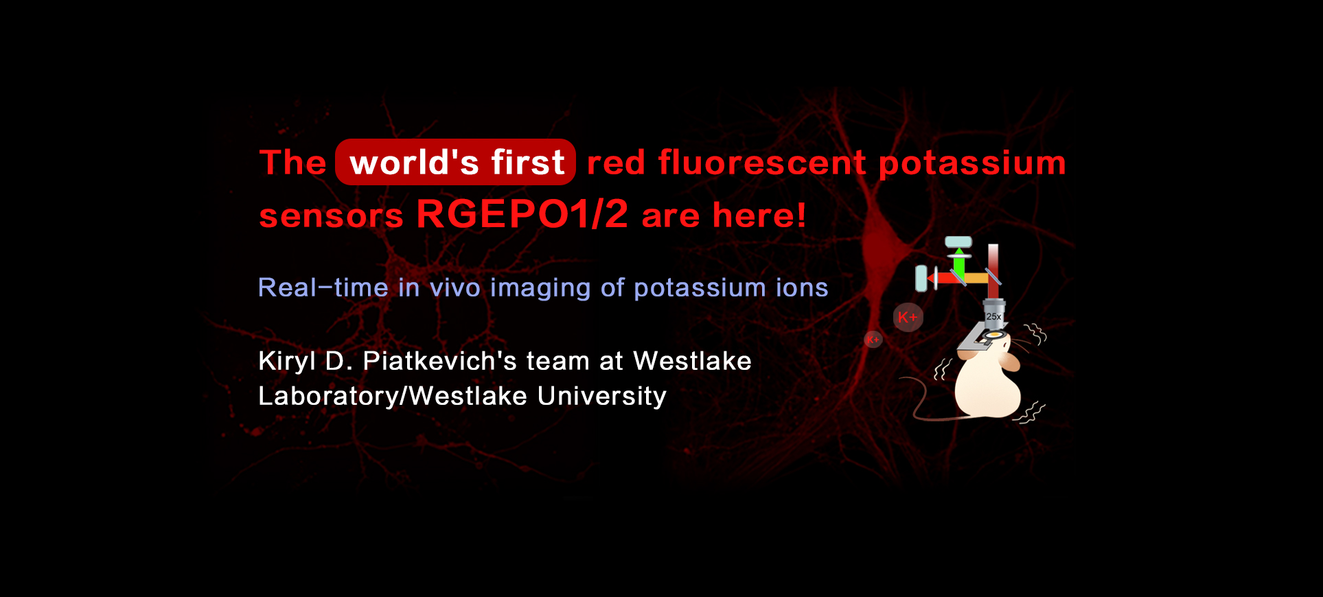 The world’s first red fluorescent potassium sensors,RGEPO1/2,are here! |A new tool for deciphering neurological diseases—with expert commentary from Prof. Yulong Li’s team at Peking University,revealing the technical limitations and future direction