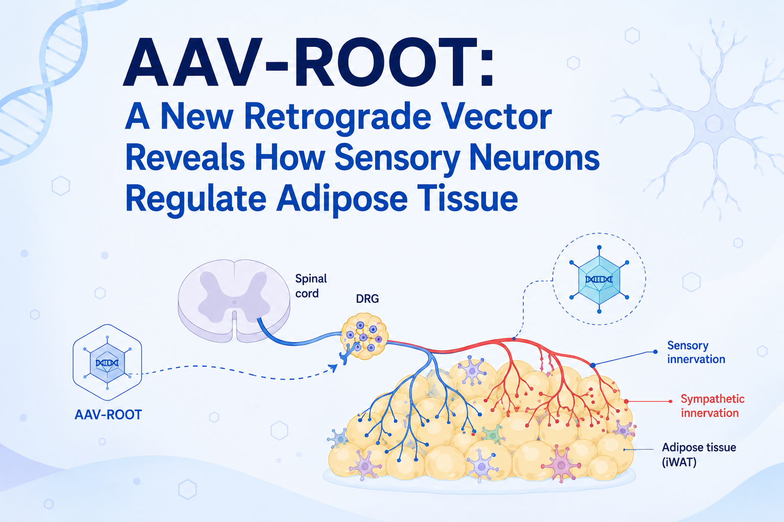 AAV-ROOT: A New Retrograde Vector Reveals How Sensory Neurons Regulate Adipose Tissue