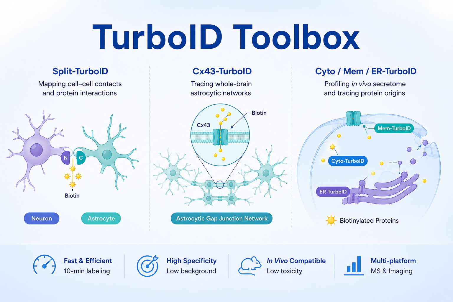 TurboID Toolbox | Three TurboID-Derived Tools for Comprehensive Analysis of Cell–Cell Interactions,