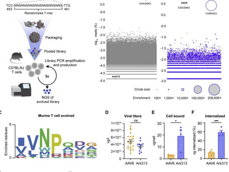 New serotype of Ark313 | New tool for T cell gene editing